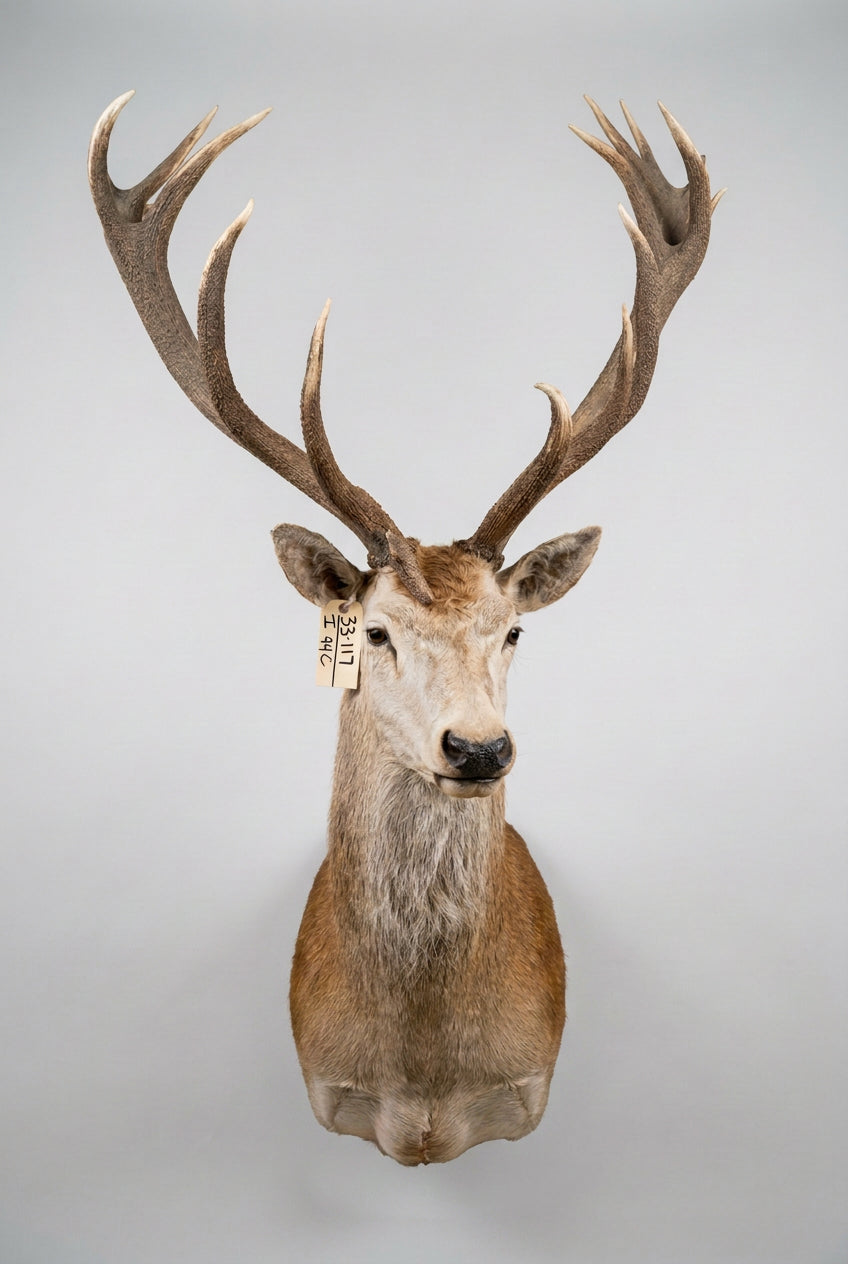 FH94C - Big Red Stag Shoulder Mount Taxidermy
