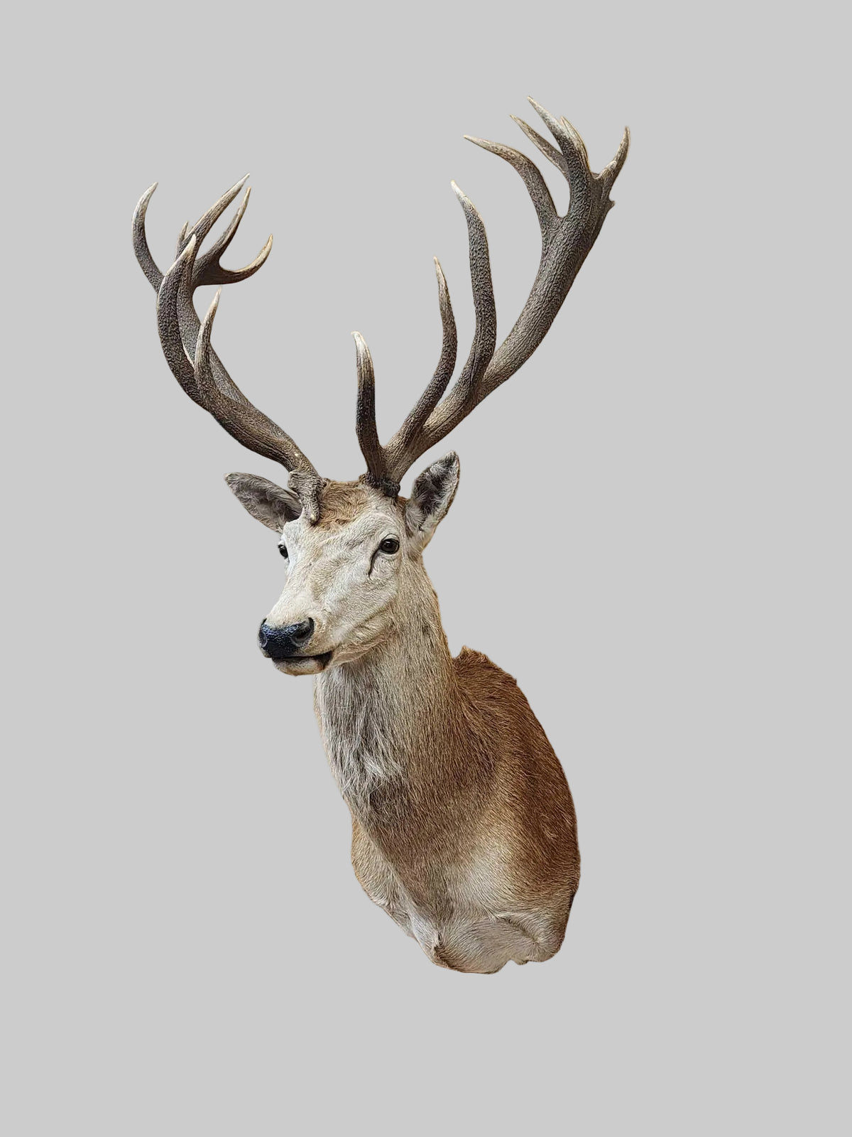 FH94C - Big Red Stag Shoulder Mount Taxidermy