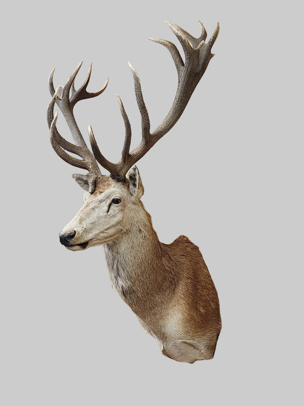 FH94C - Big Red Stag Shoulder Mount Taxidermy