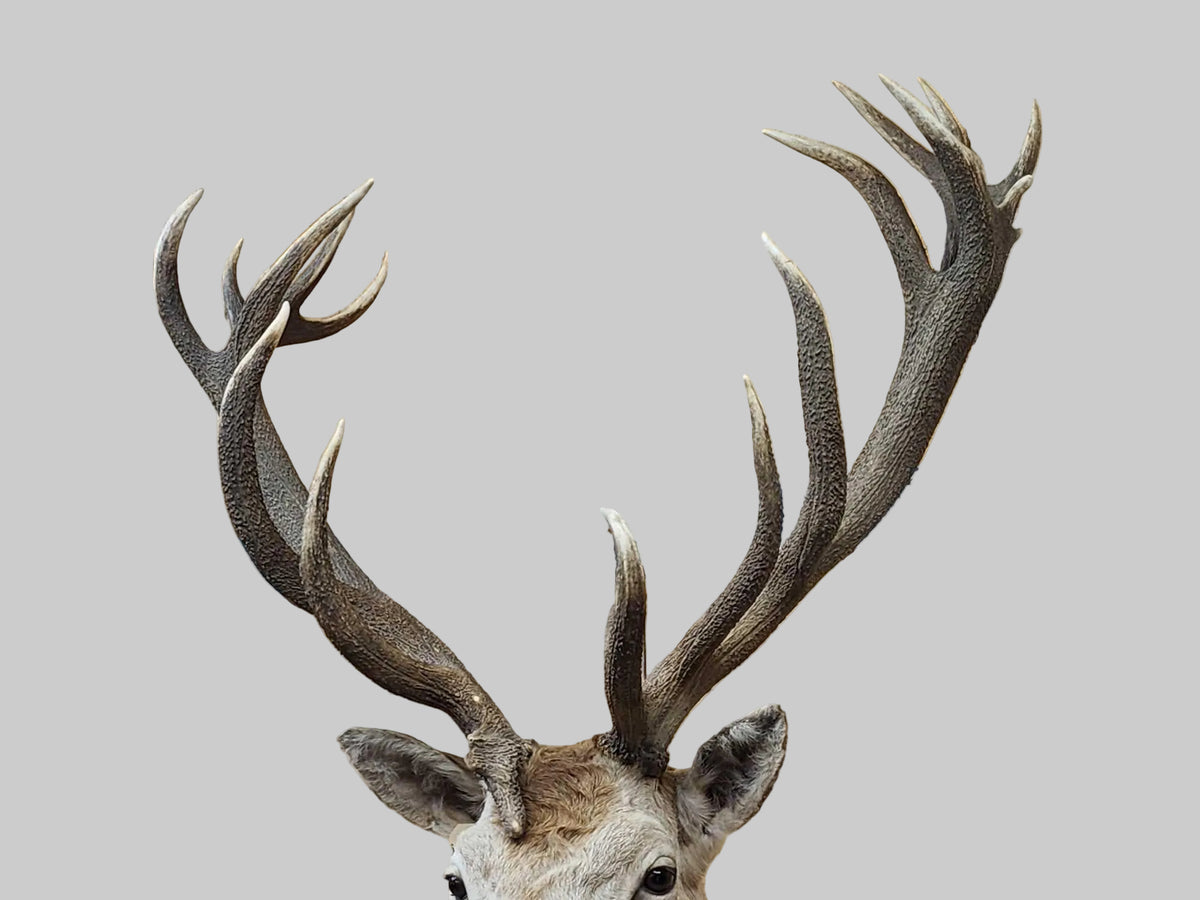 FH94C - Big Red Stag Shoulder Mount Taxidermy