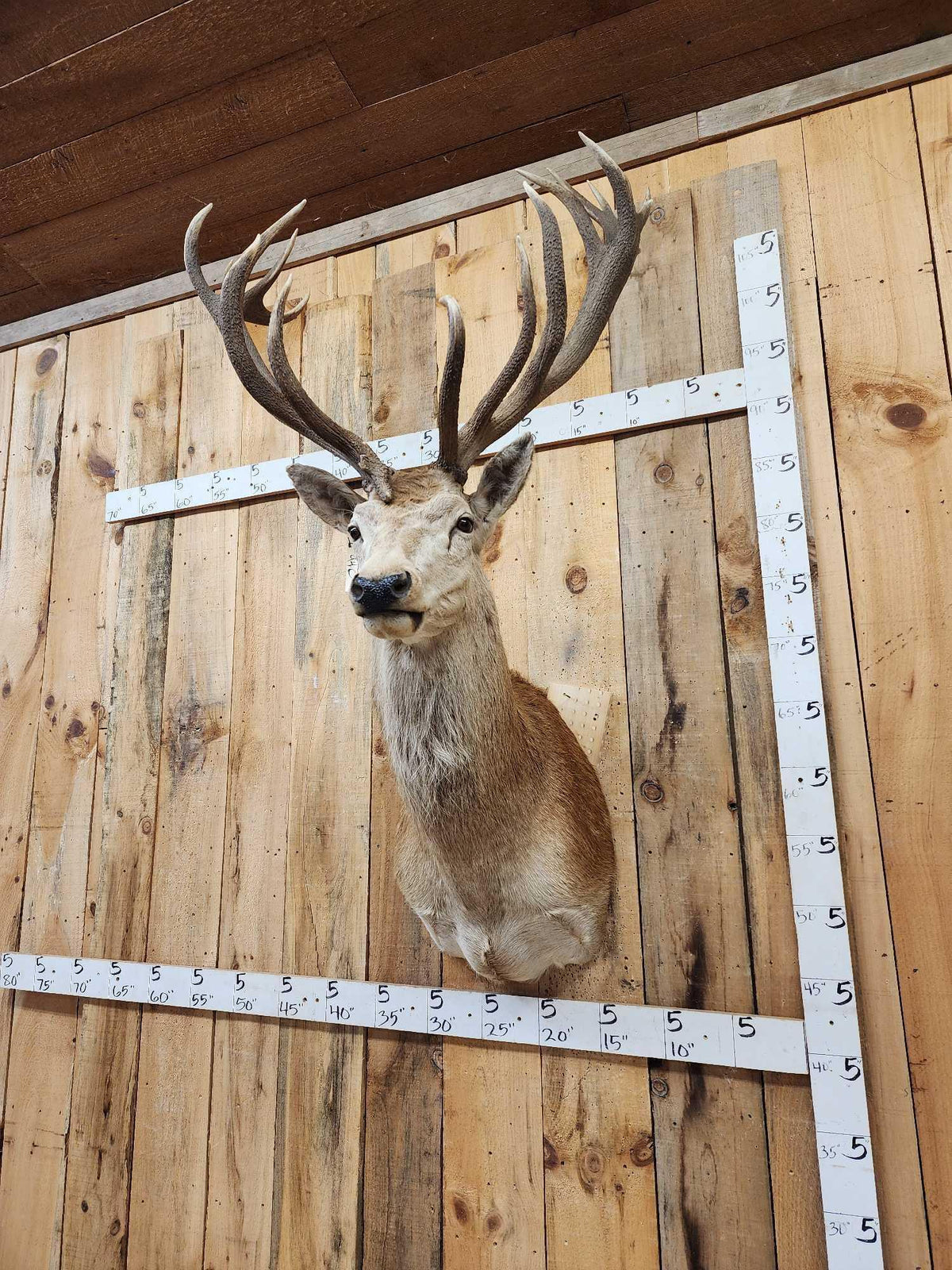 FH94C - Big Red Stag Shoulder Mount Taxidermy