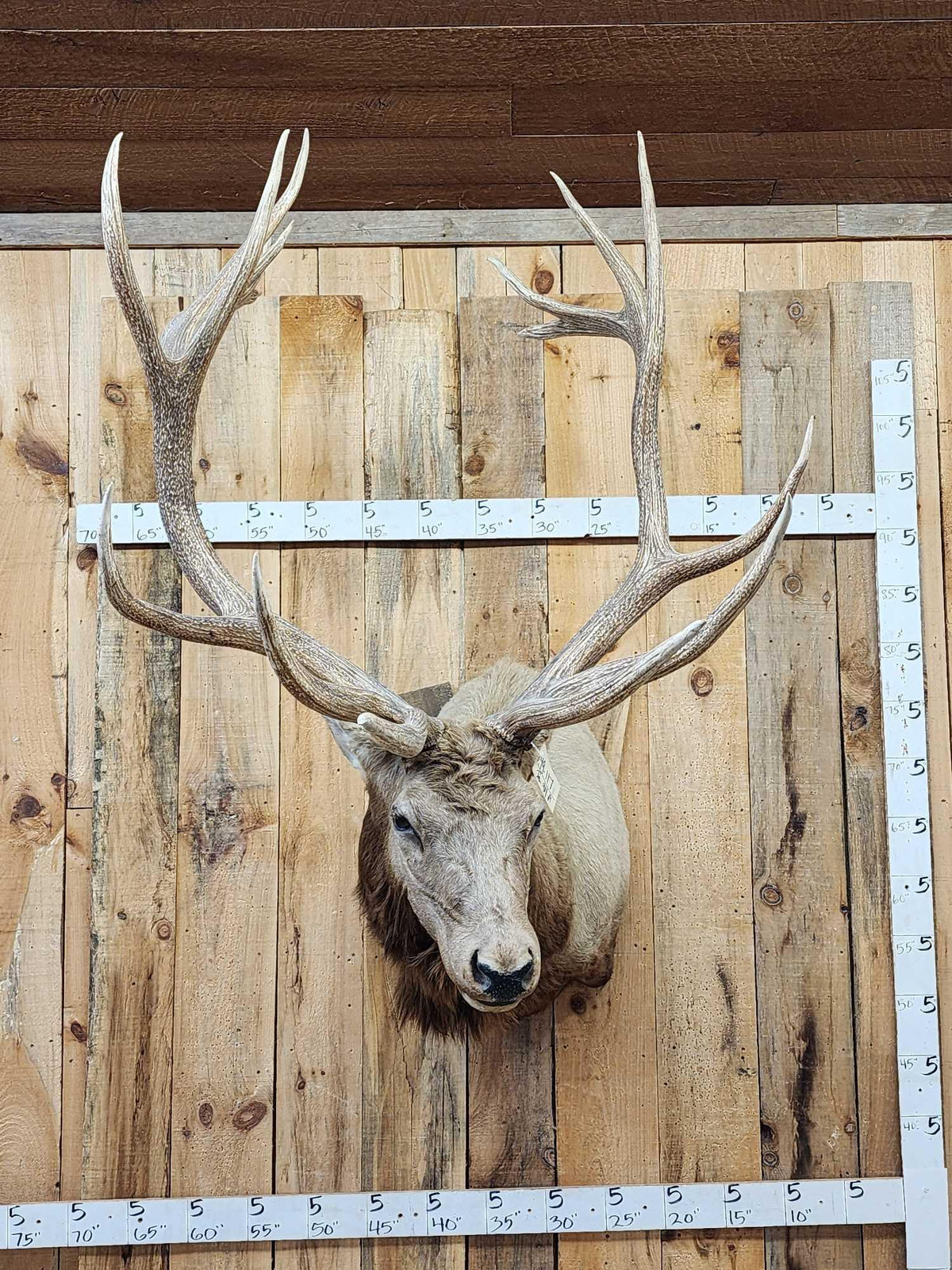 FH94a - MONSTER 480" Class Elk Shoulder Mount Taxidermy