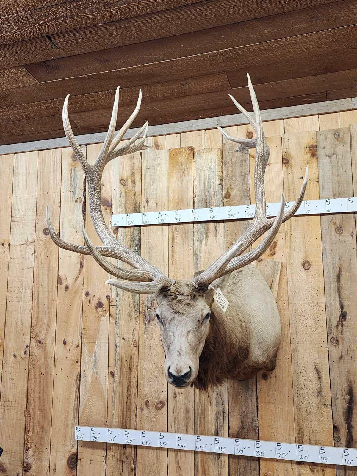 FH94a - MONSTER 480" Class Elk Shoulder Mount Taxidermy