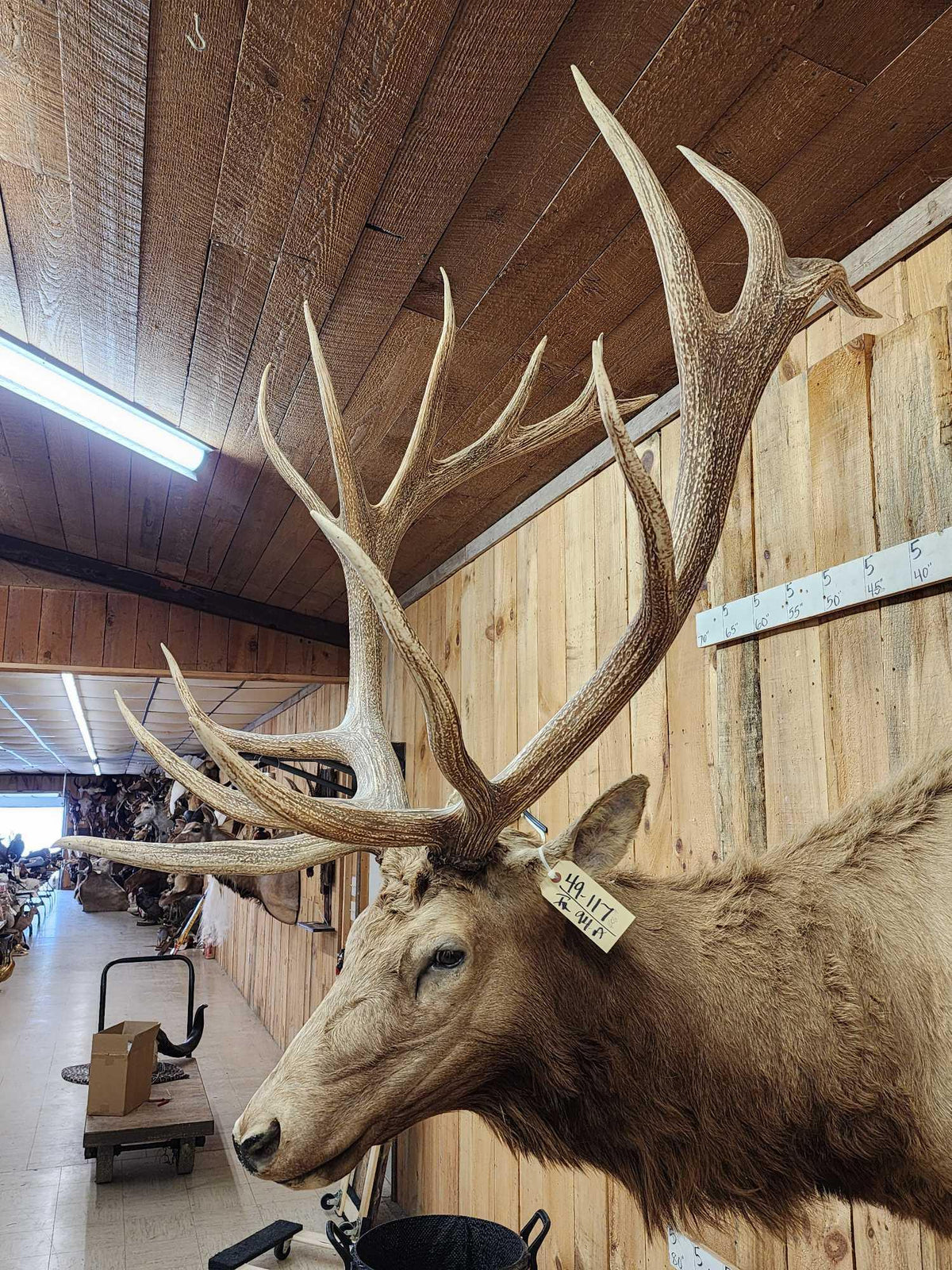 FH94a - MONSTER 480" Class Elk Shoulder Mount Taxidermy