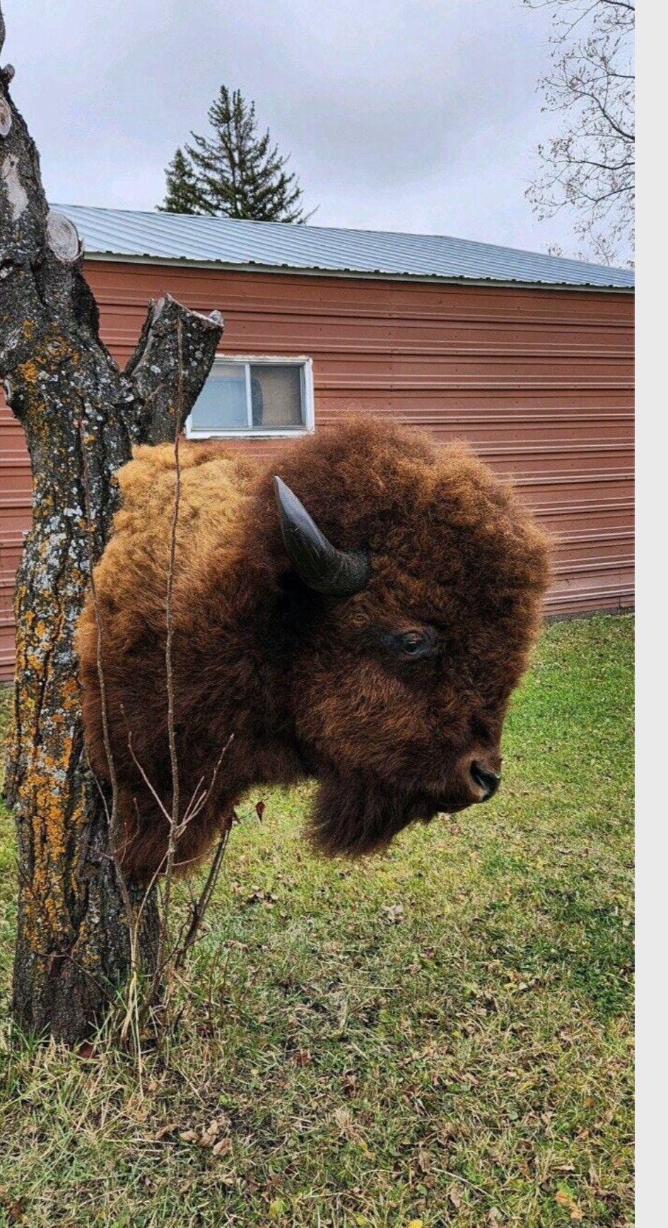 FHSUZ25 - XL Buffalo Taxidermy Shoulder mount Bull