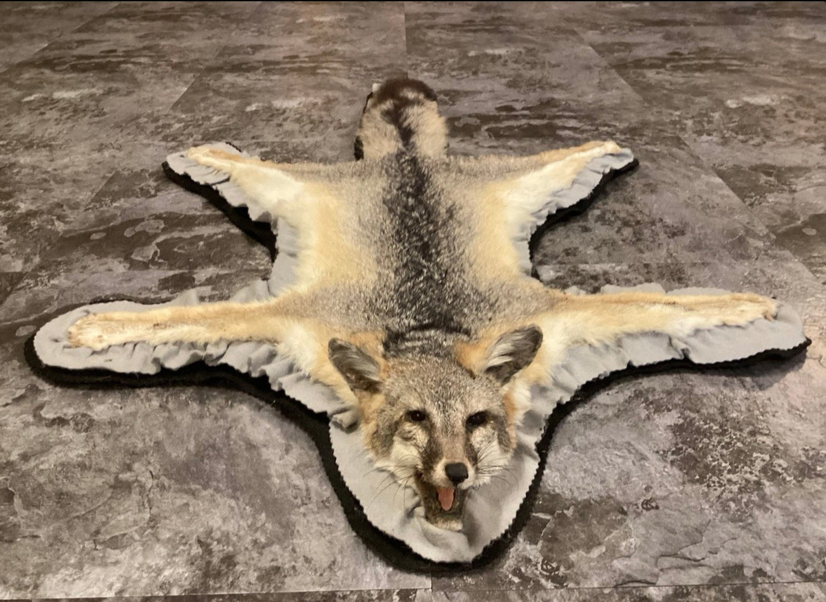 FHSP133 - Full-Pose grey Fox rug taxidermy