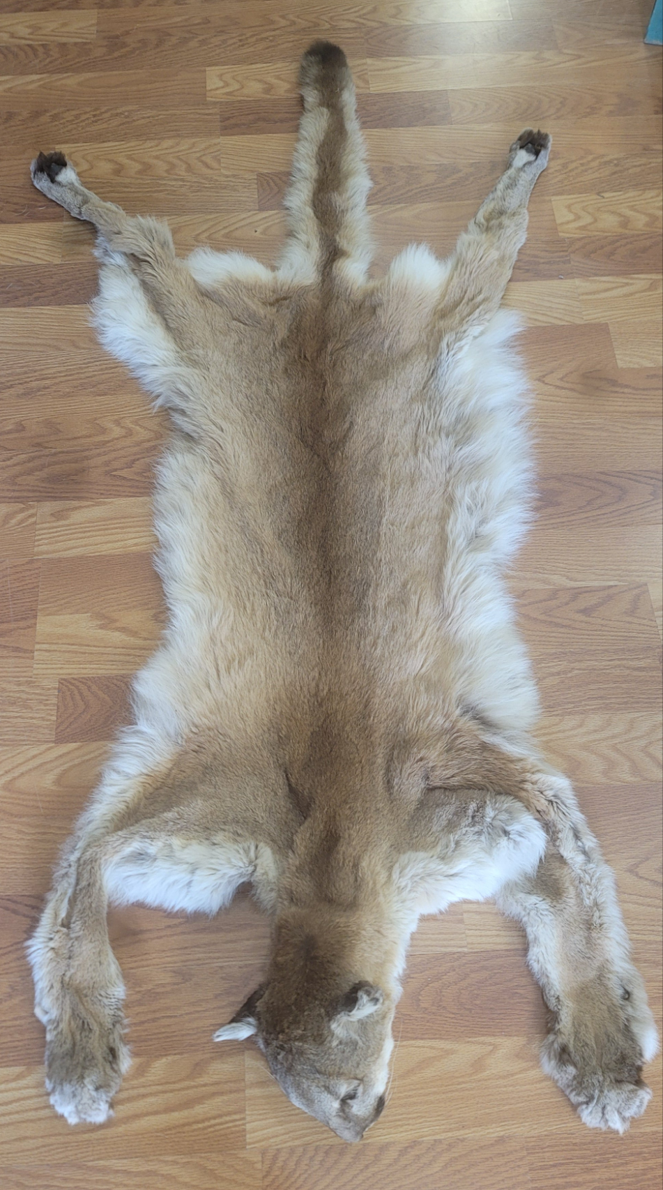 FHMLI300- Mountain Lion Taxidermy Mount Rug