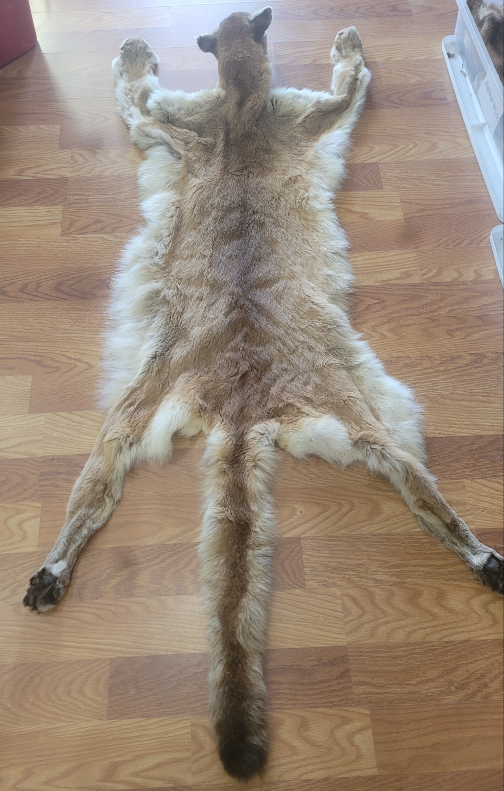 FHMLI300- Mountain Lion Taxidermy Mount Rug