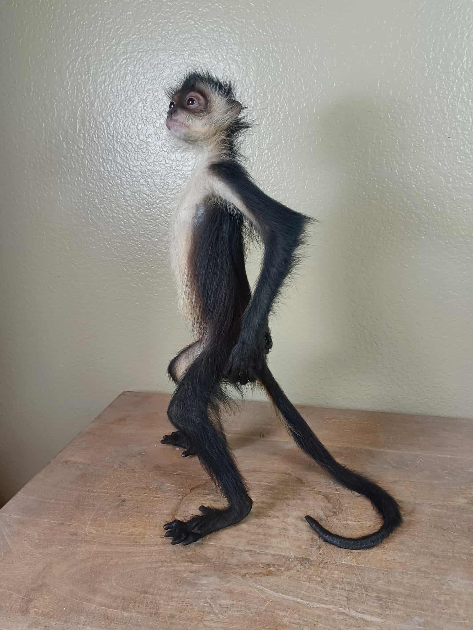 FHTAN22 - Spider Monkey real taxidermy mount
