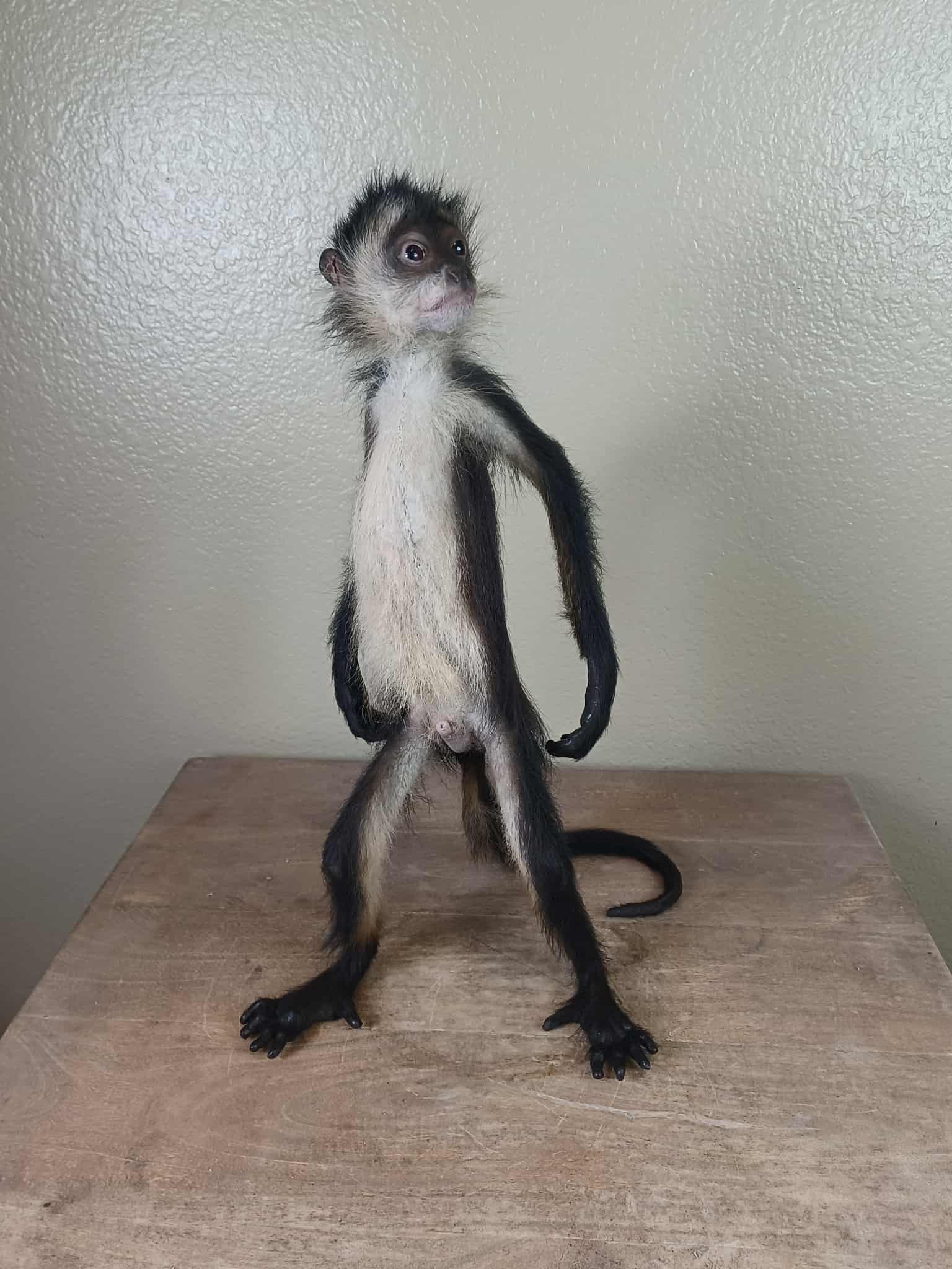 FHTAN22 - Spider Monkey real taxidermy mount