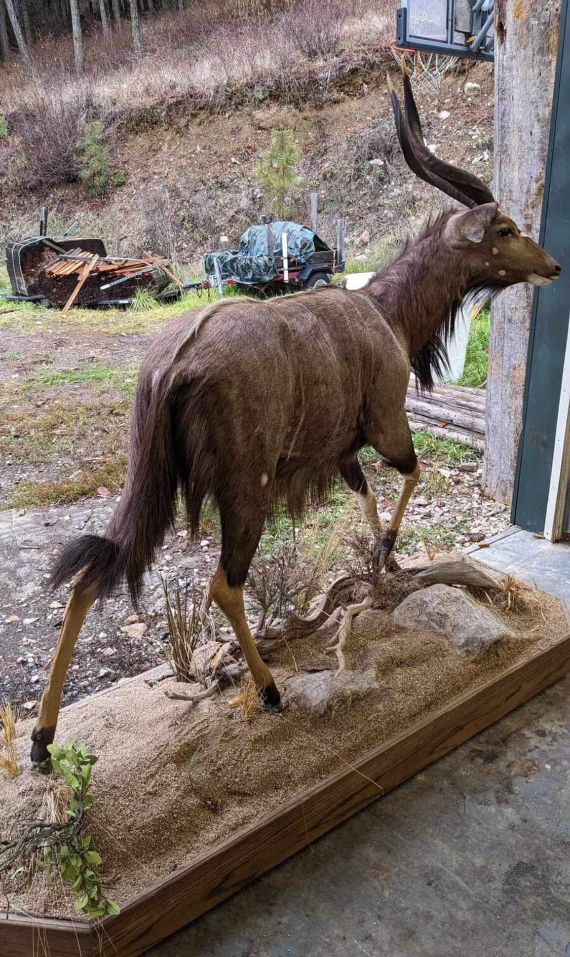 FHSAM2 - Nyla taxidermy mount