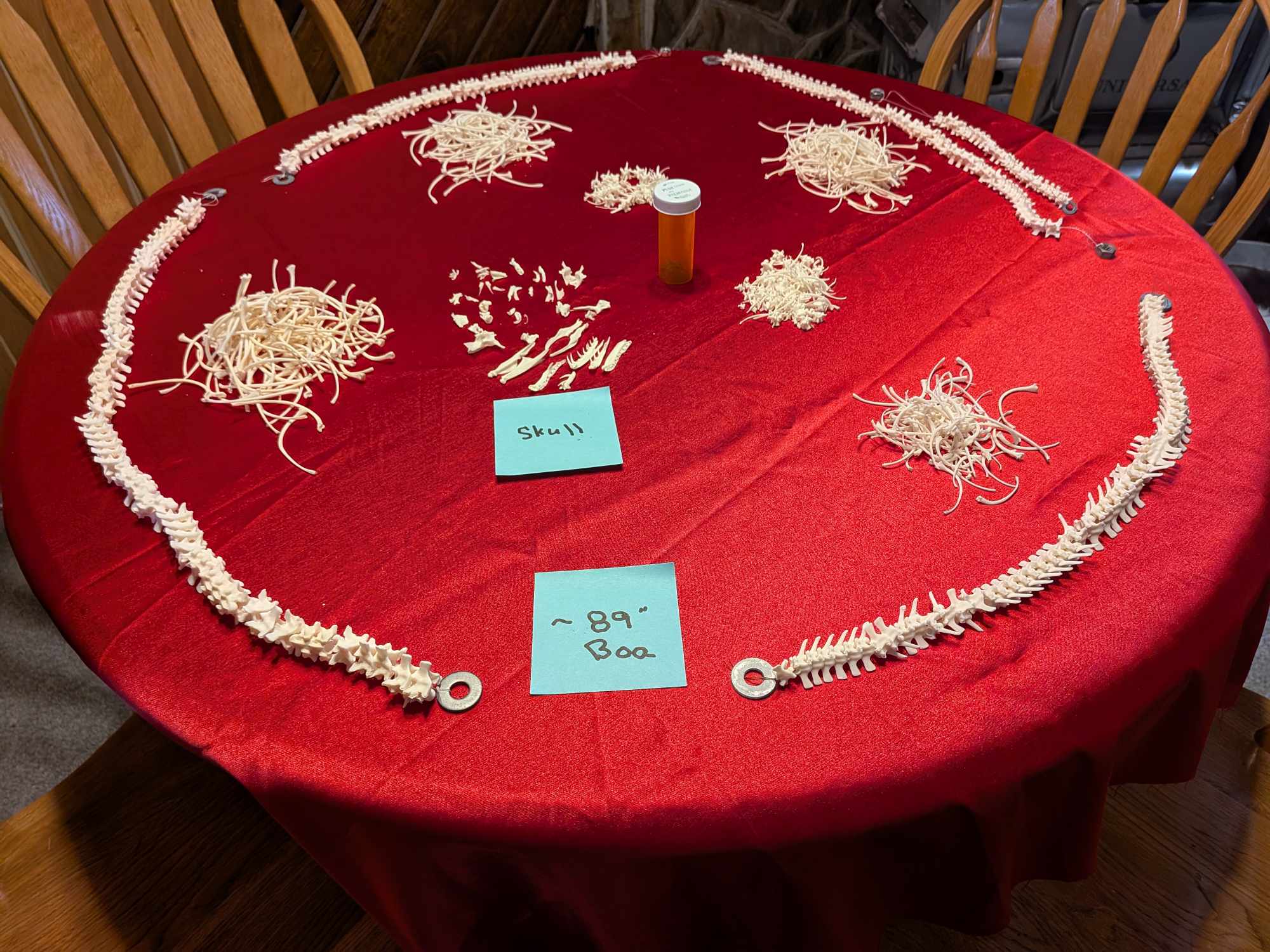 FHPAT70- 89 " Albino Red Tail Boa real Skeleton Professionally Cleaned For Articulation