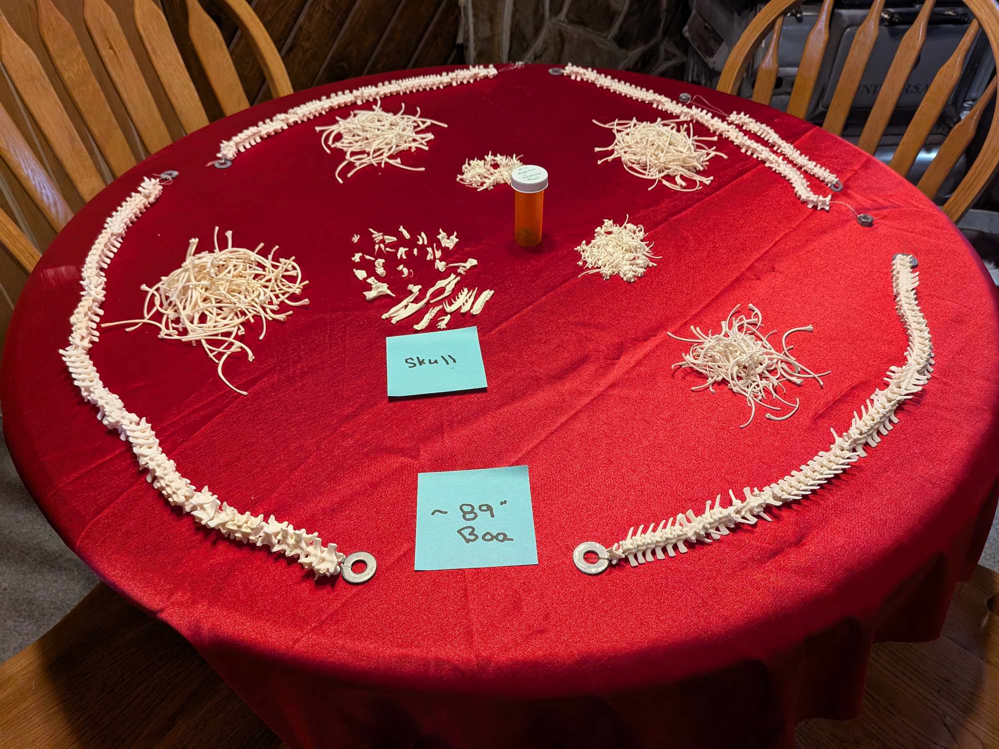 FHPAT70- 89 " Albino Red Tail Boa real Skeleton Professionally Cleaned For Articulation