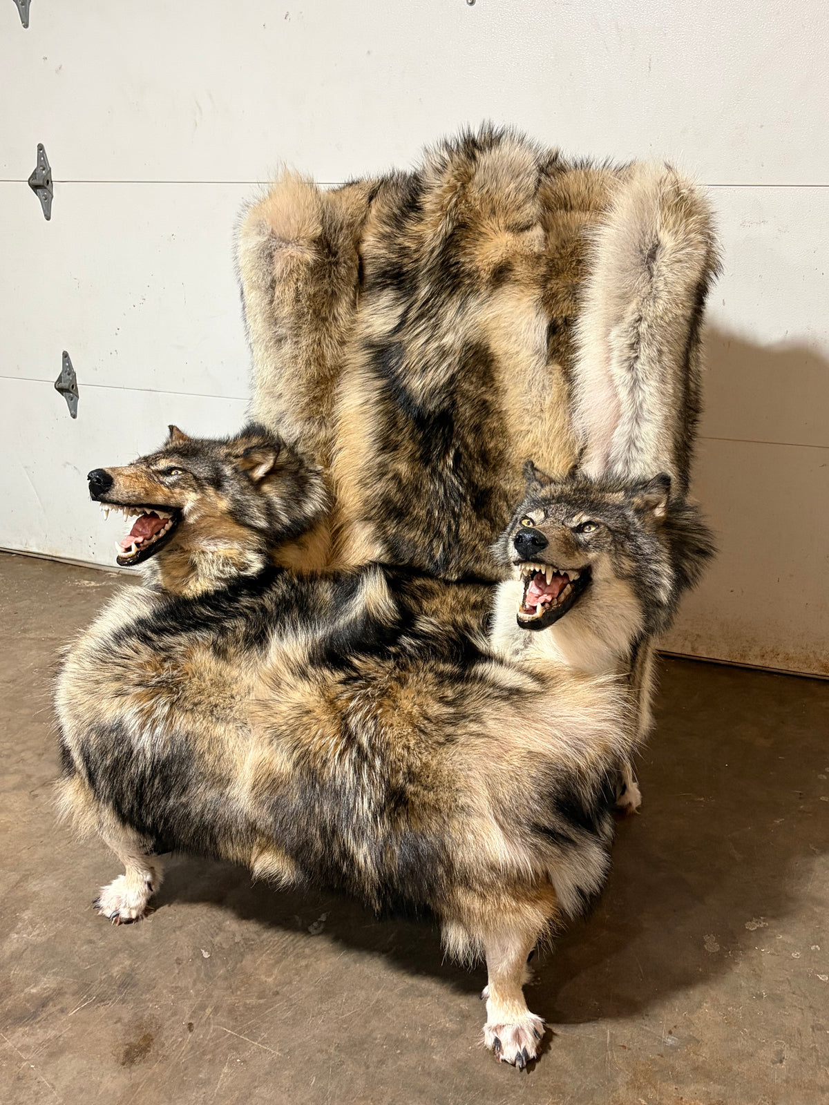 FHWL247 - real wolf chair taxidermy fur man cave