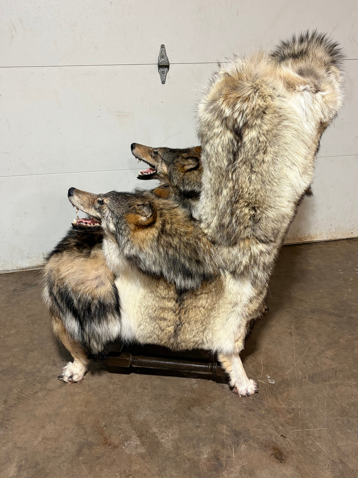 FHWL247 - real wolf chair taxidermy fur man cave