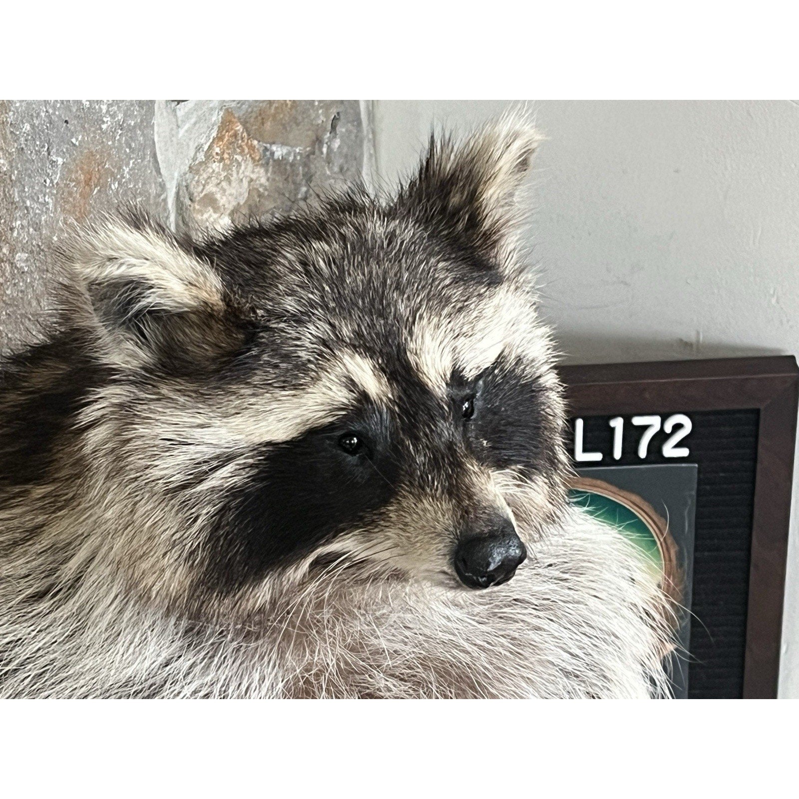 FHWL172 -premium Fat Raccoon Taxidermy Mount