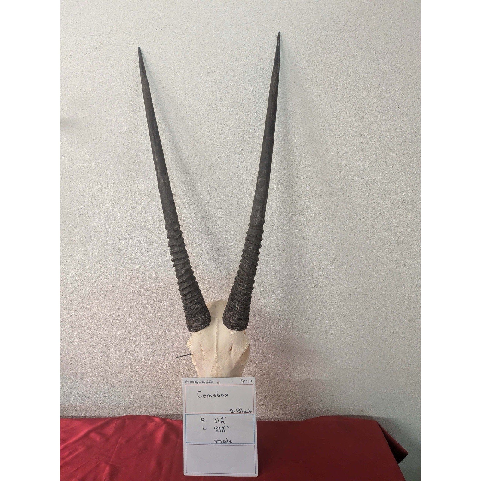 FHPAT01261 - gemsbok real skull taxidermy mount