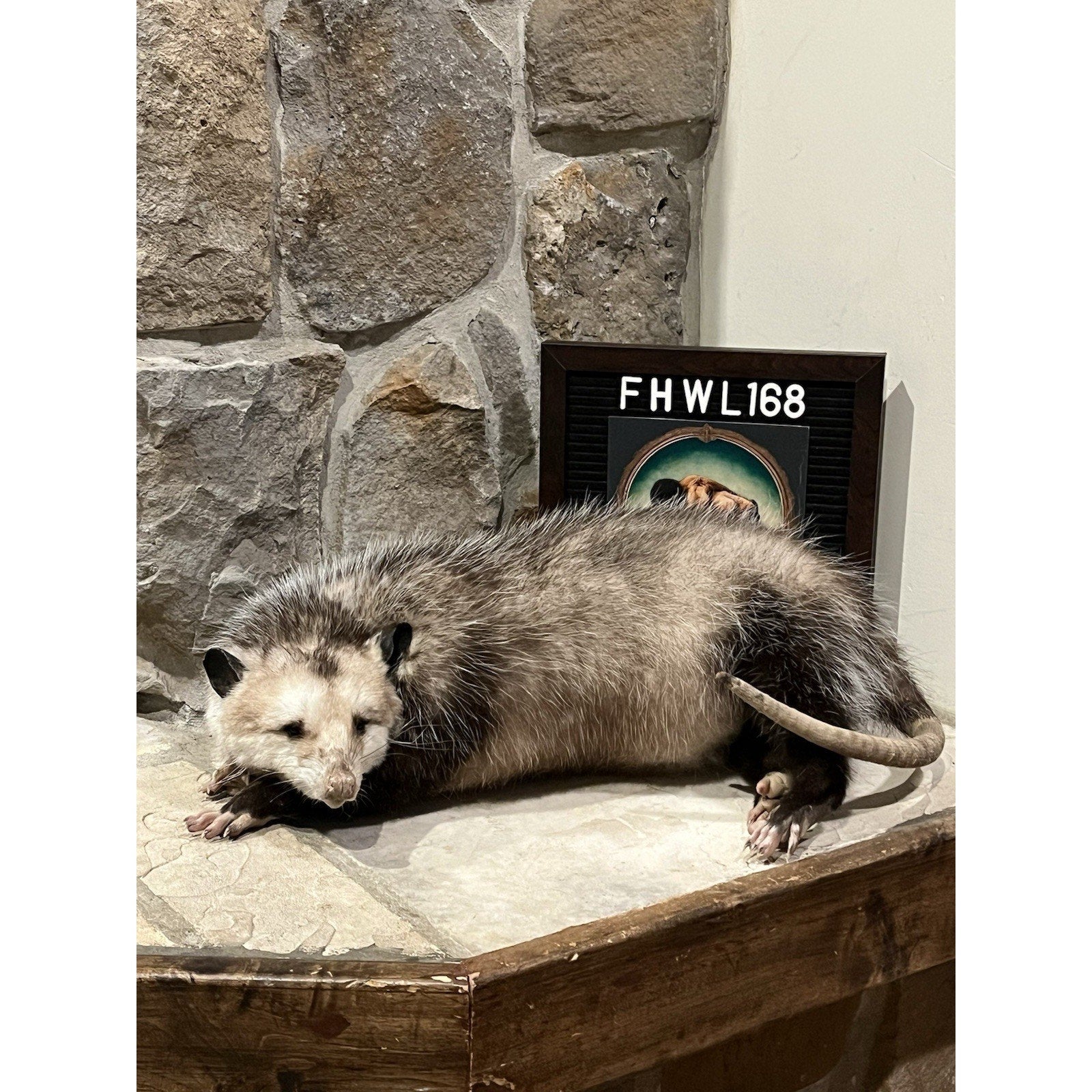 FHWL168 - Fat Opossum Taxidermy Full Body Mount