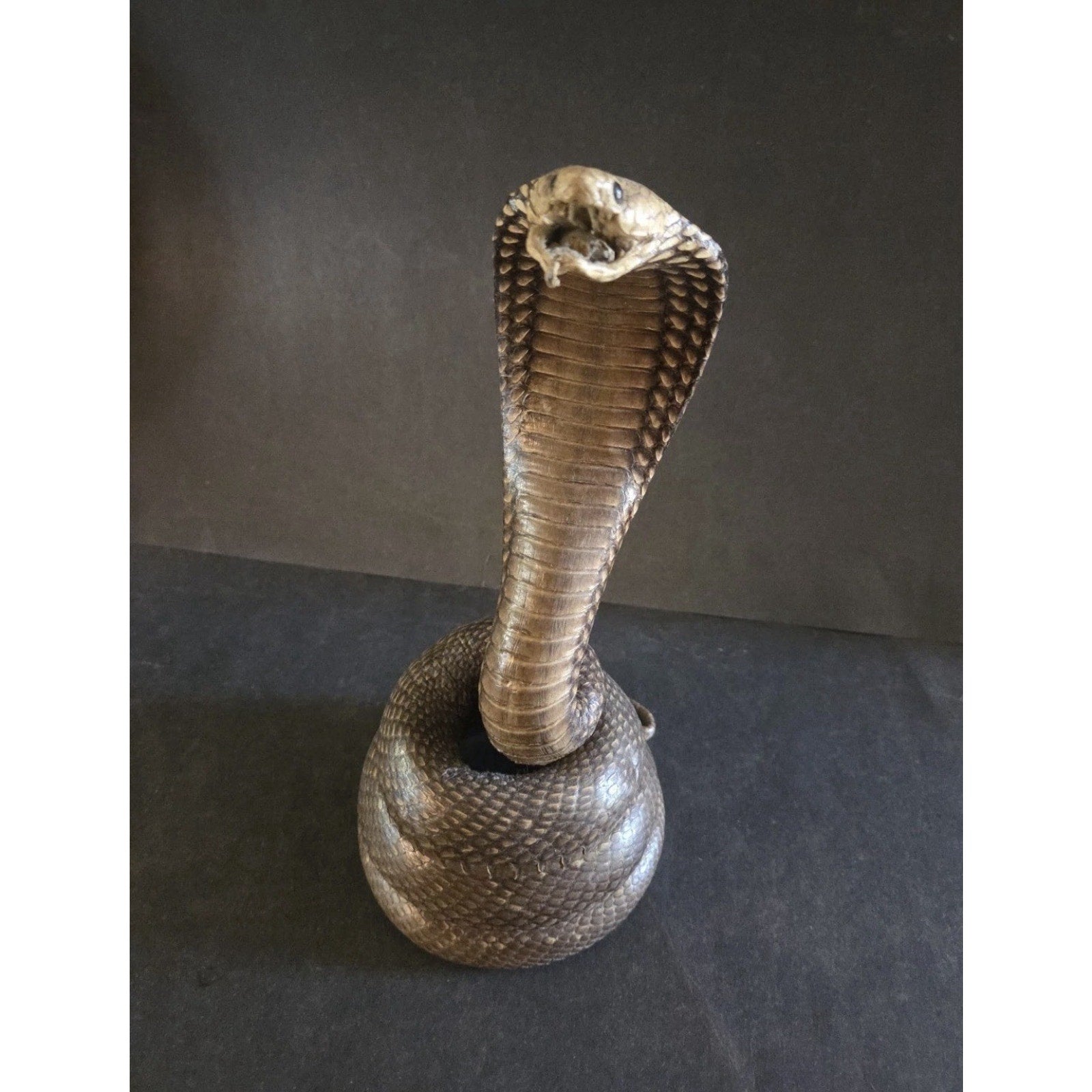 12” Striking Position Cobra Snake Taxidermy Reptile Mount Vintage Real Snake