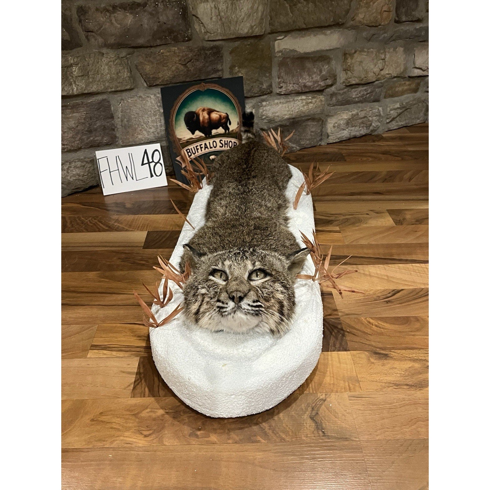 FHWL48 - Bobcat Taxidermy Full Body Mount In Snow.