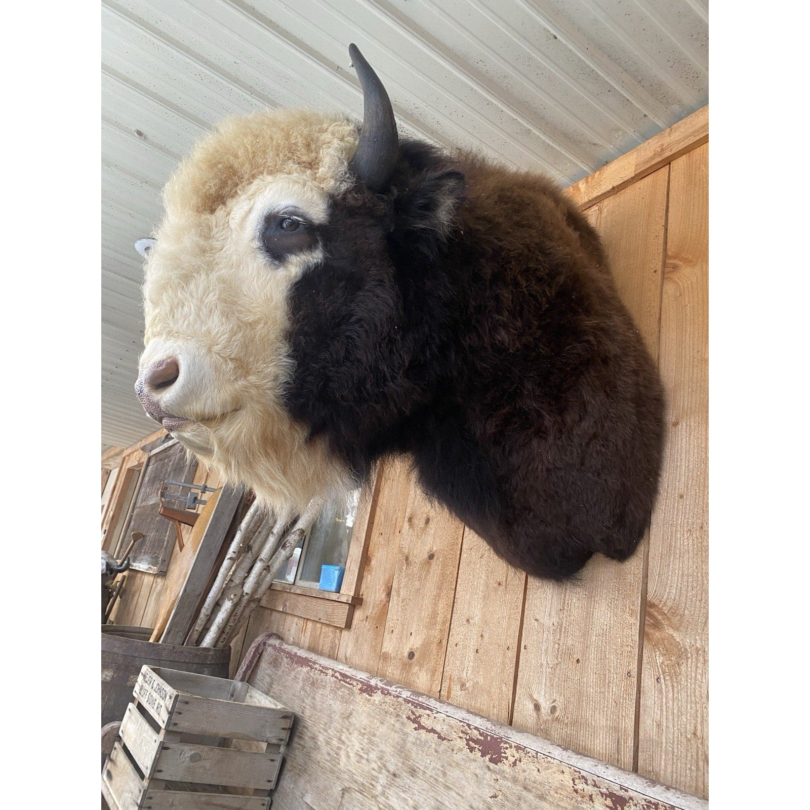 FHDAR41- Rare Sacred White-faced Buffalo Bison Taxidermy Shoulder mount