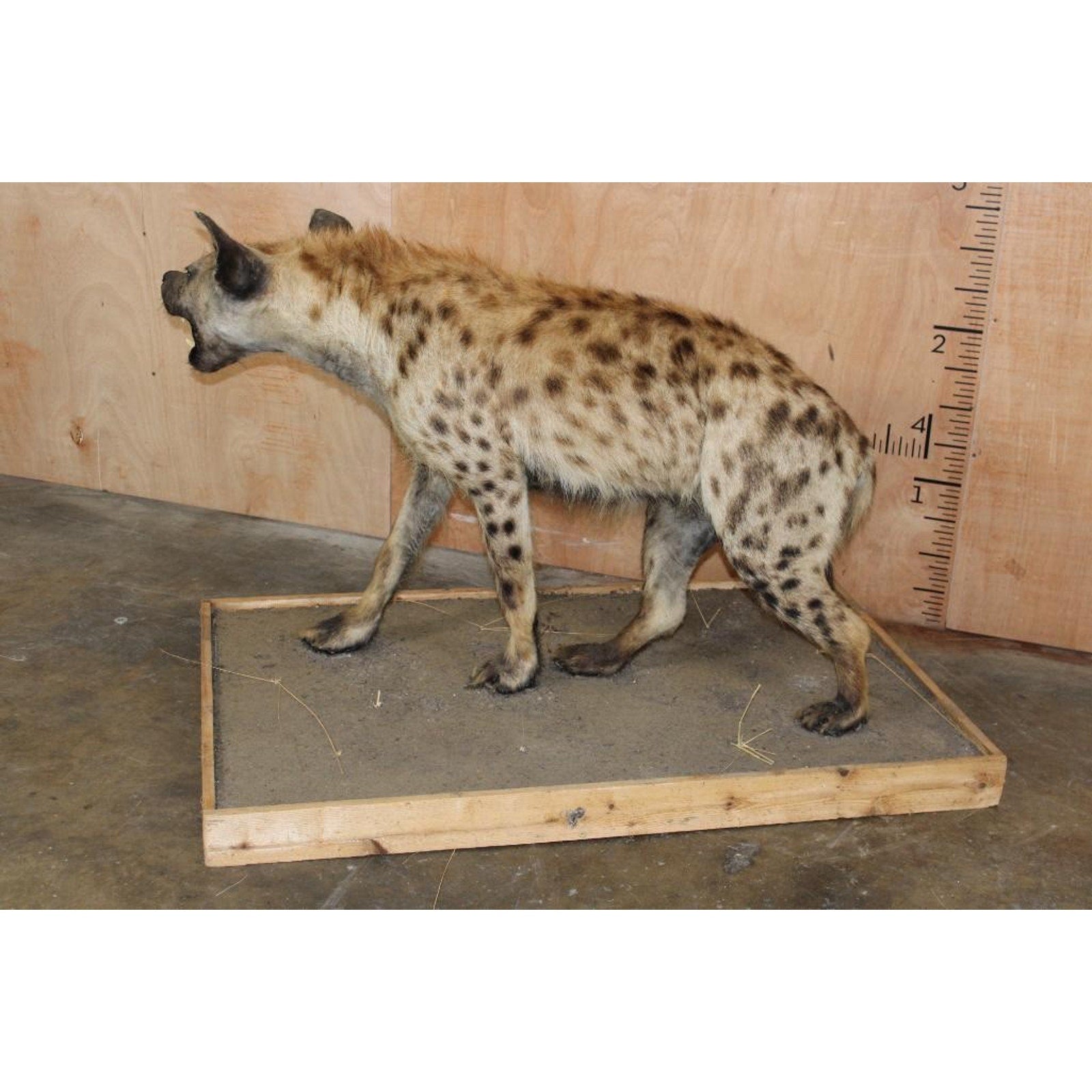 FHBRENT2 - XL Life-sized SPOTTED HYENA on a Wood Base