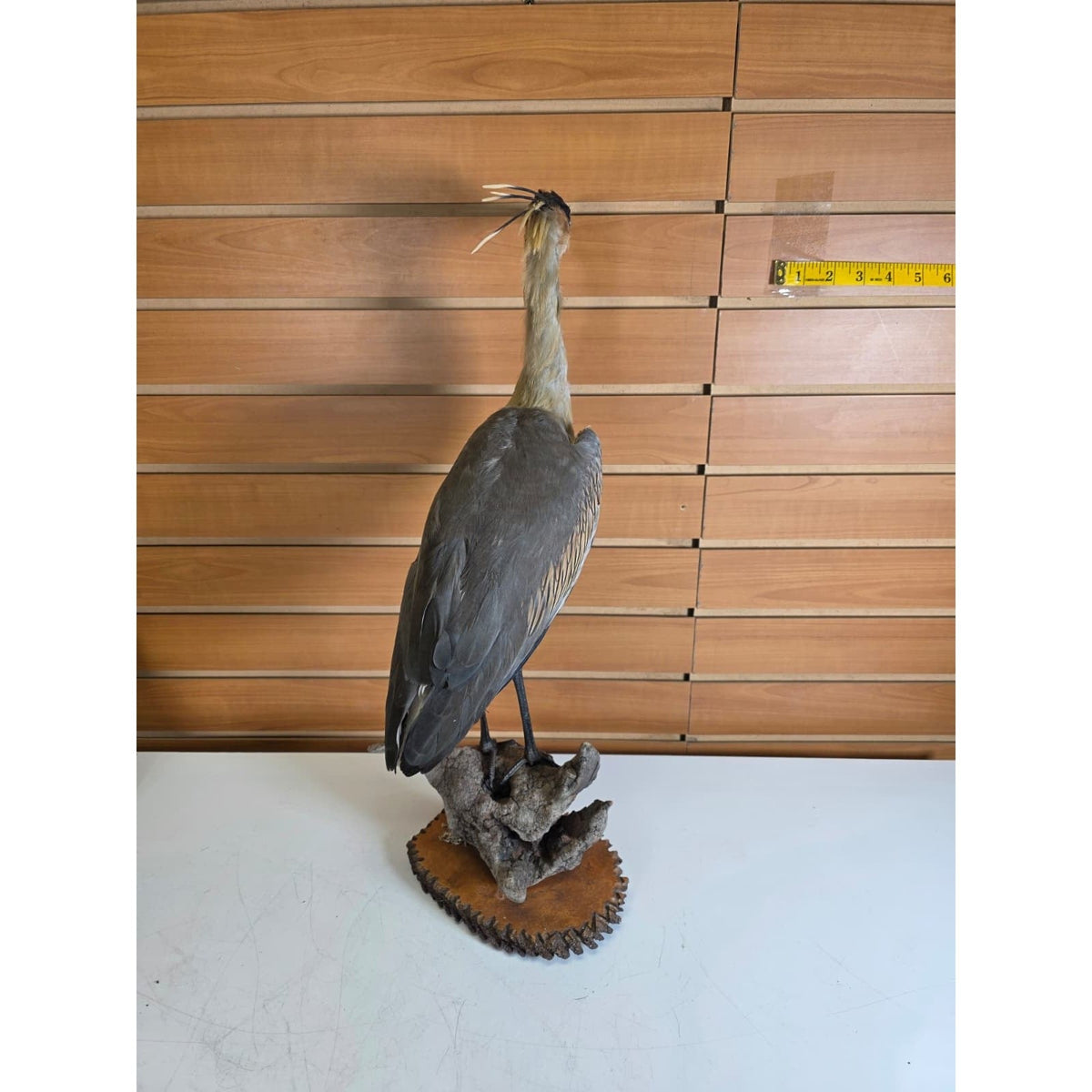 FHBB28 - Whistling Heron – Taxidermy Mount