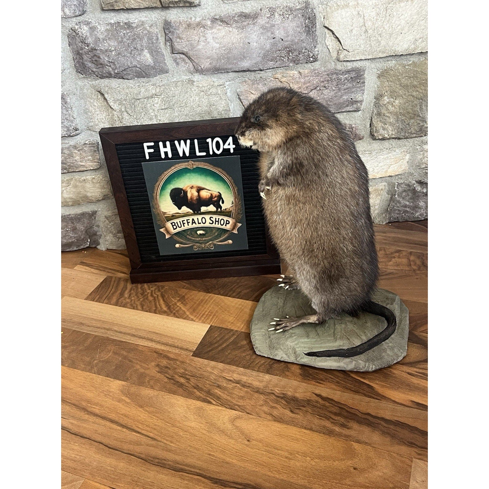 FHWL104 - Muskrat Museum Quality mount Taxidermy