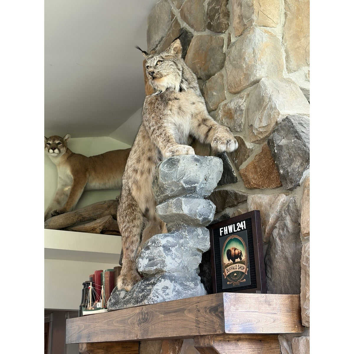 FHWL241 - Museum Quality Alaskan Lynx Taxidermy Full Body Mount Prime Fur