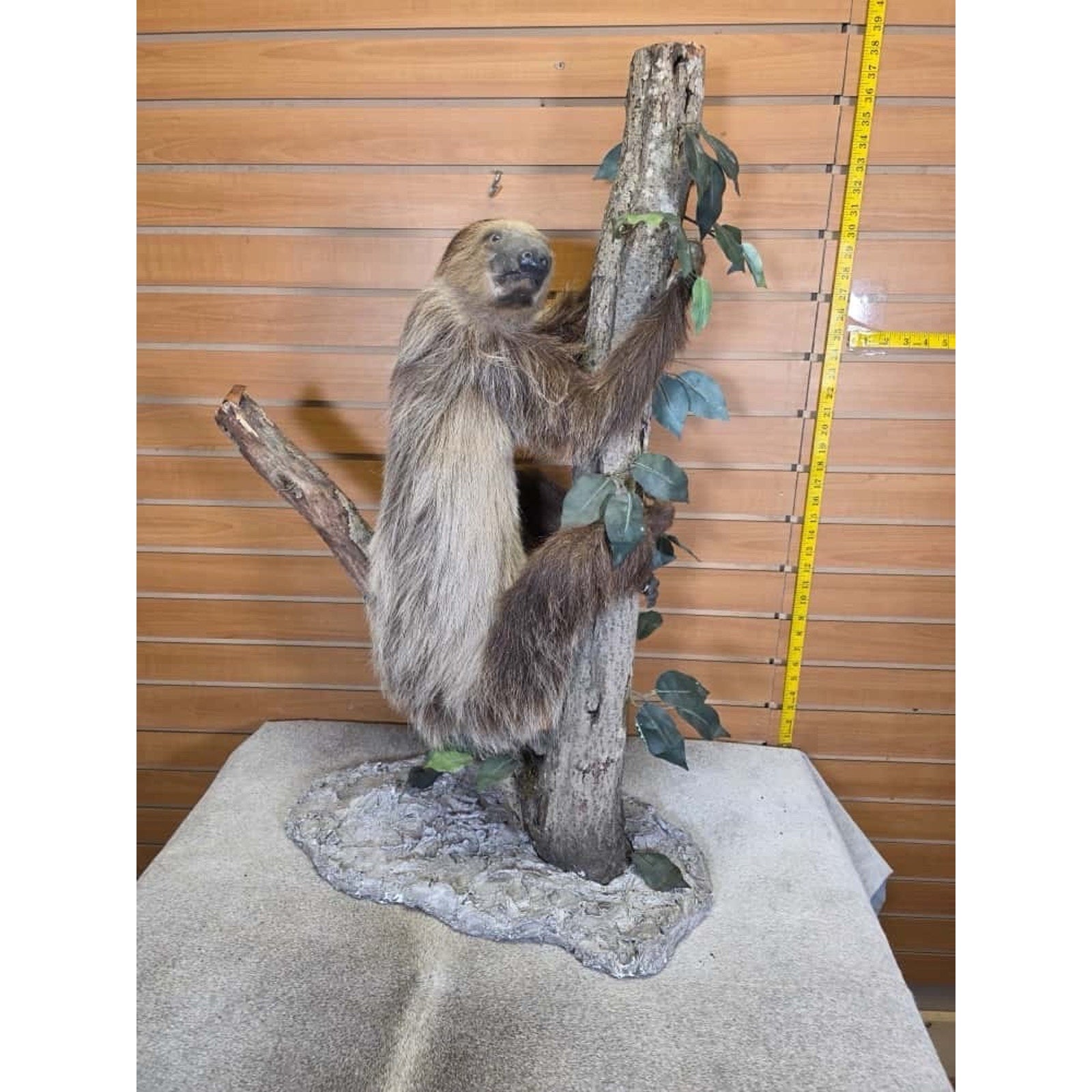 FHCM22 - New Adult crawling Sloth Taxidermy Mount Full Body