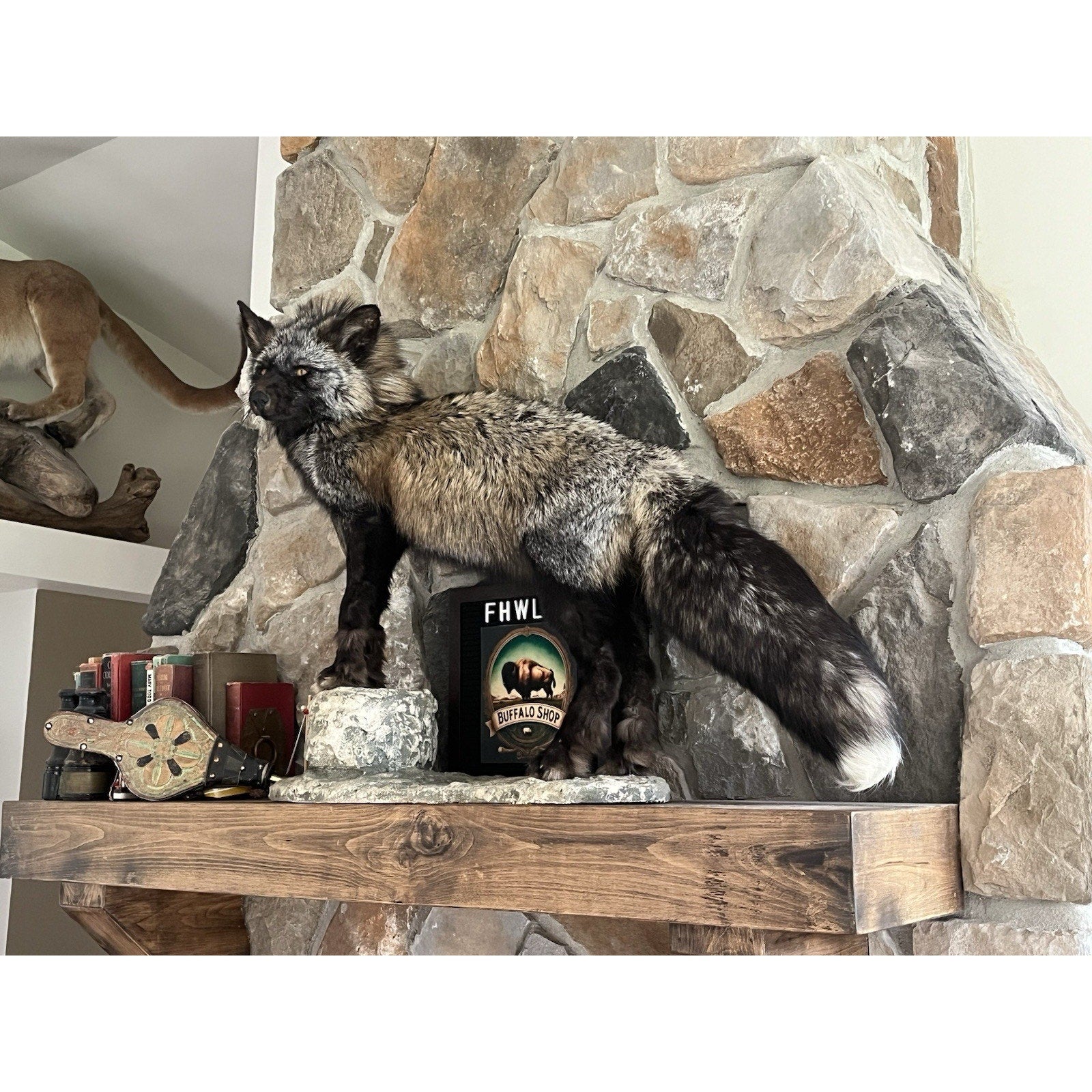 FHWL129 - Premium Silver Fox Taxidermy Full Body Mount