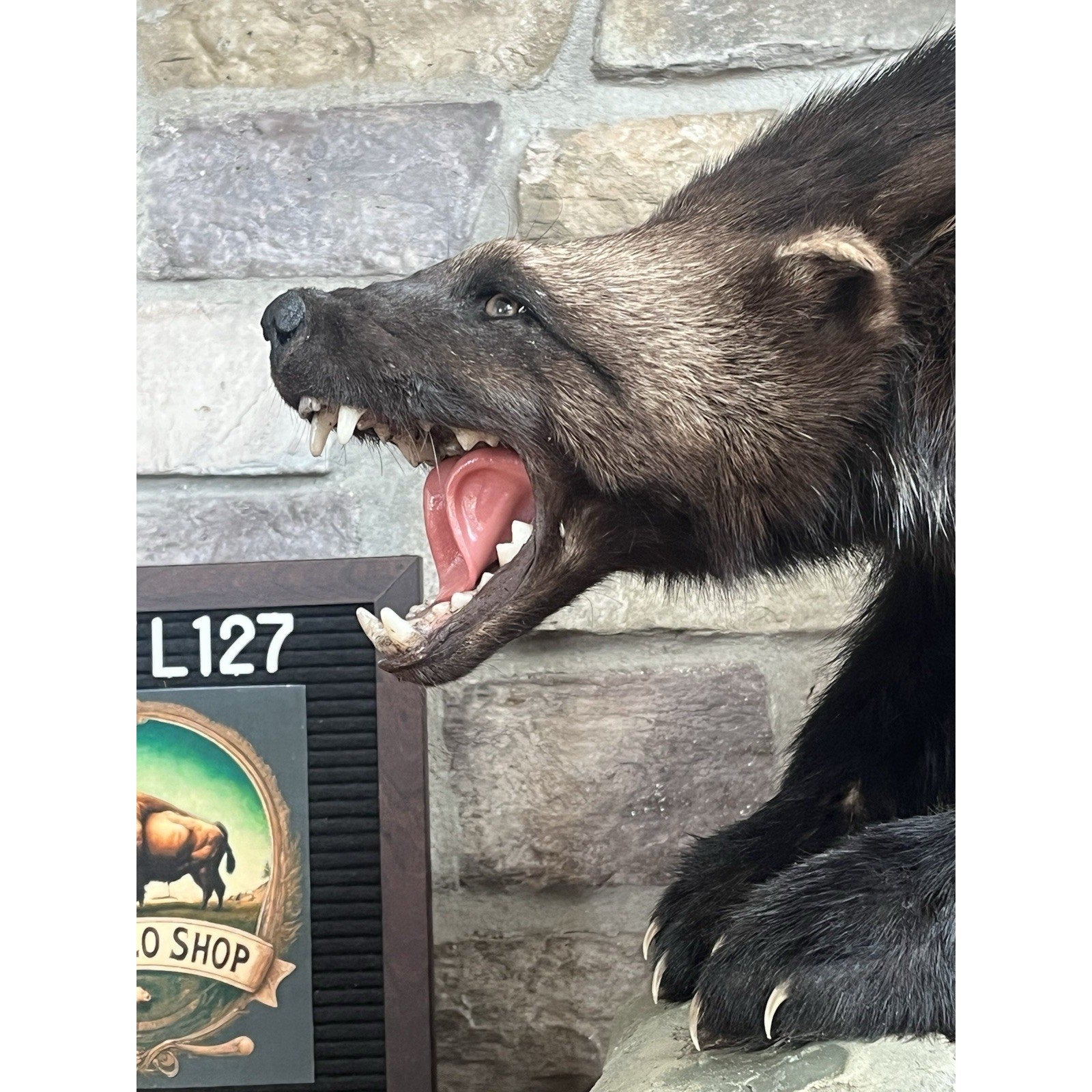 FHWL127 - Beautiful Aggressive Alaskan Wolverine Prime Fur Taxidermy Mount