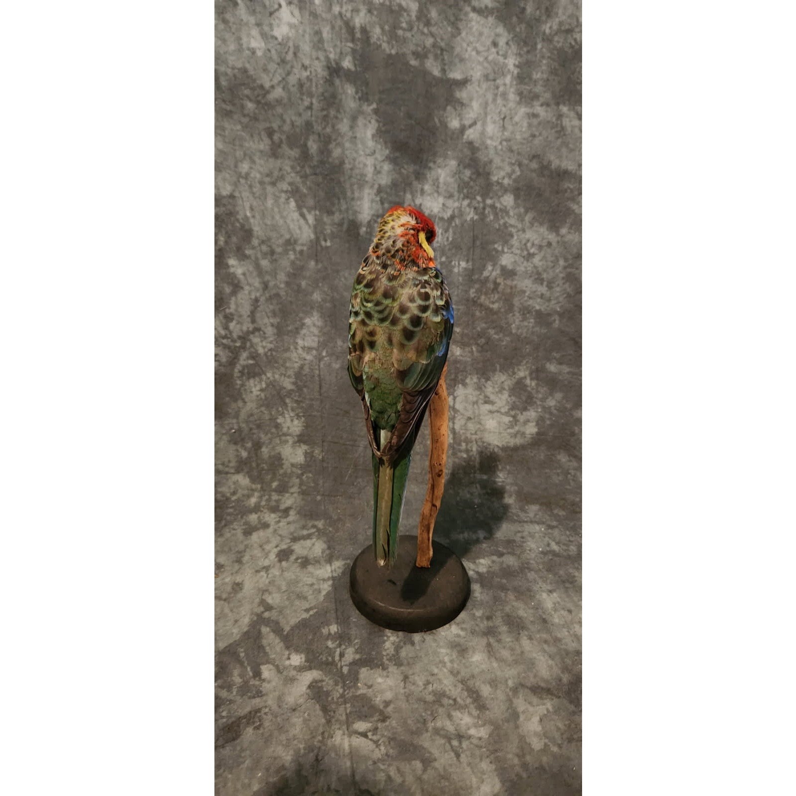 FHJR1 - Rosella parakeet Real Taxidermy Bird Mount