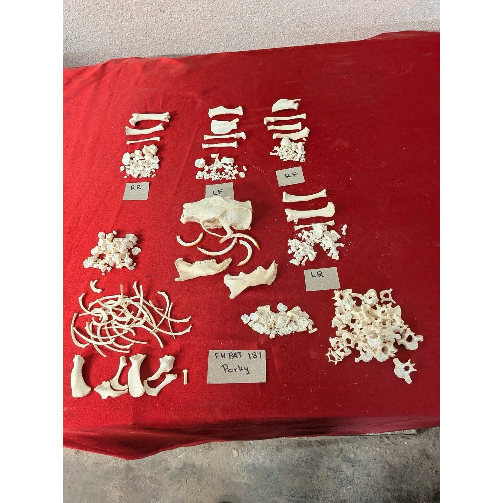 FHPAT187 - Porcupine Skeleton Professionally Cleaned For Articulation Taxidermy