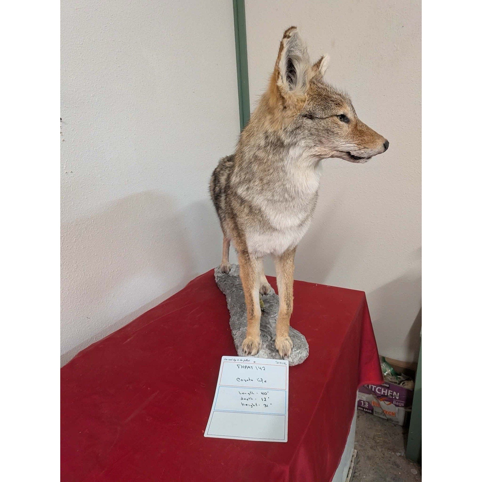 FHPAT142 - Full Body Coyote Taxidermy Life Size