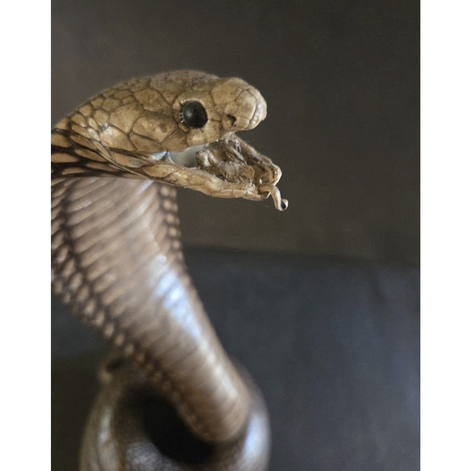 12” Striking Position Cobra Snake Taxidermy Reptile Mount Vintage Real Snake