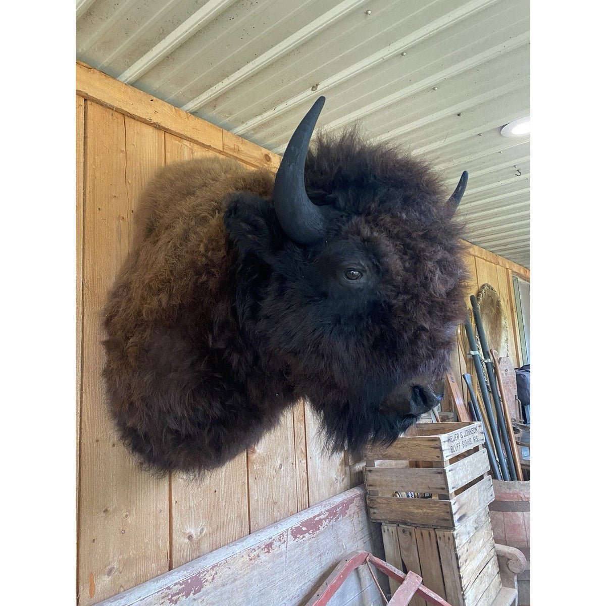 FHDAR600 - American Bison Buffalo Shoulder Mount Taxidermy