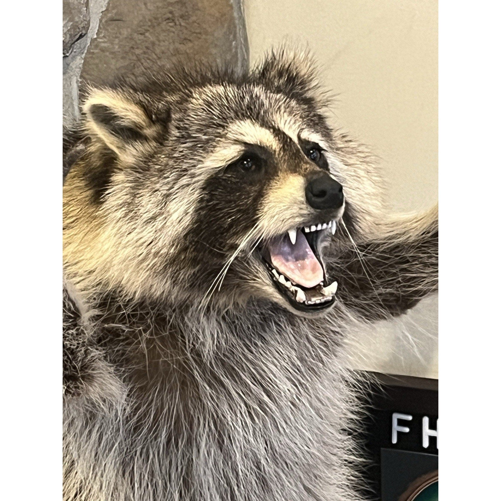 FHWL185 -premium Fat Raccoon Taxidermy Mount