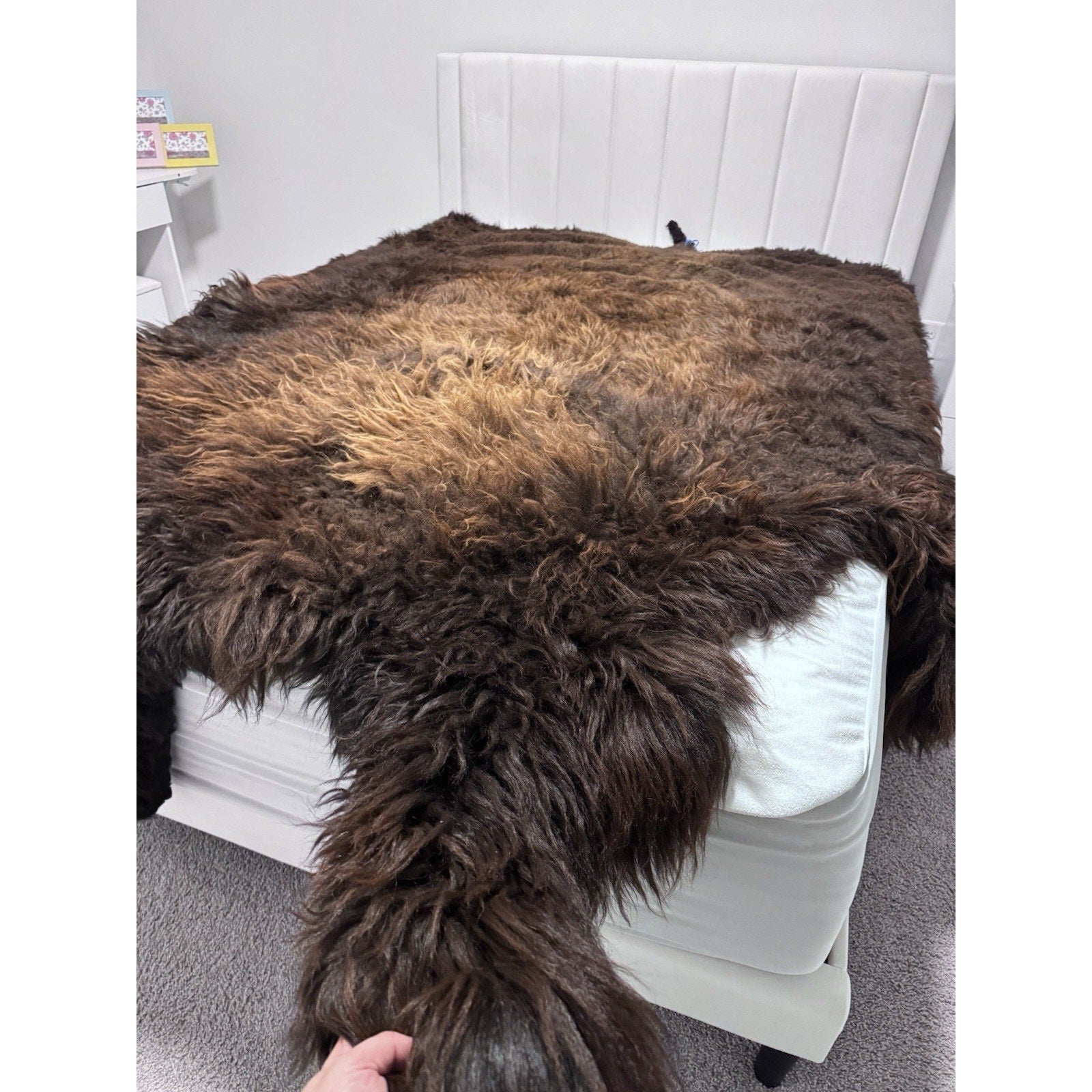 FHGUL1 - Premium Massive XXL bison Hide Rug Taxidermy Fur
