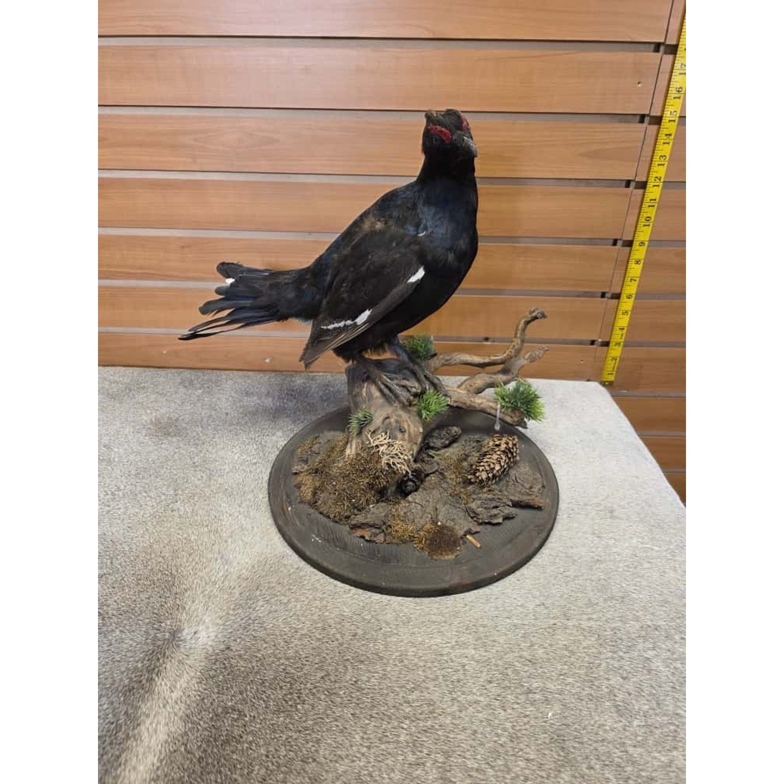 JTV236 - Black Grouse Bird Taxidermy Mount