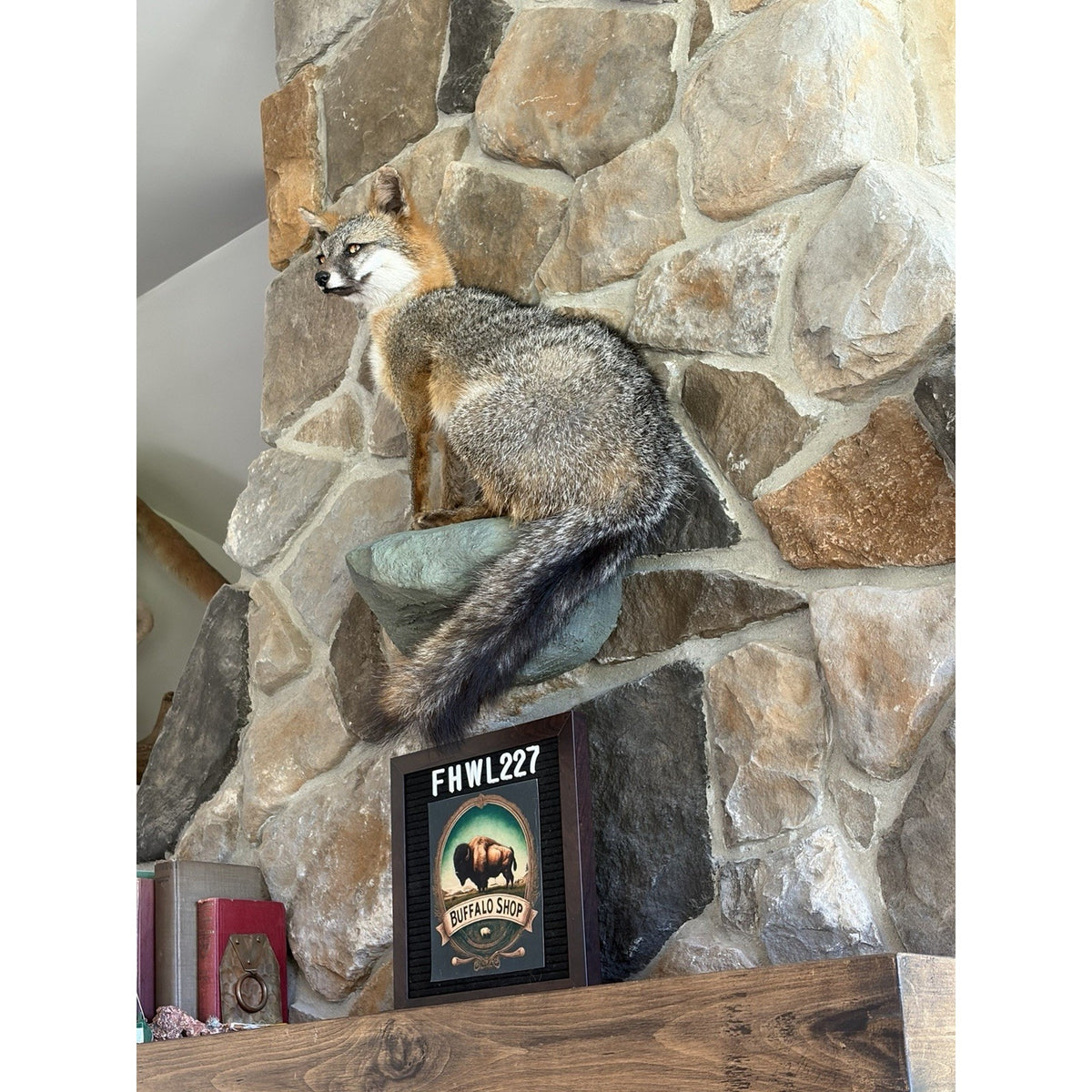 FHWL227 - Grey Fox Taxidermy Full Body Mount Cabin Camp Man Cave