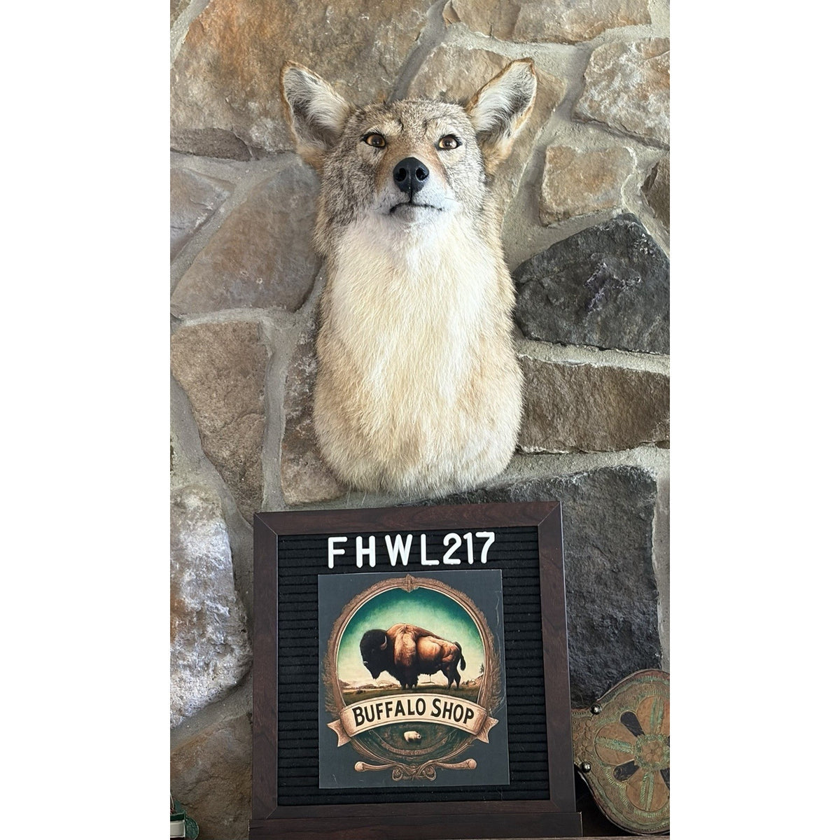 FHWL217 - Coyote Shoulder Museum Quality mount Taxidermy
