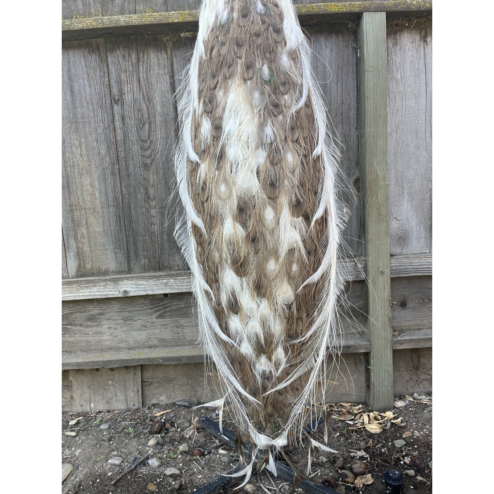 FHJOEL1002-Real Piebald PEACOCK Taxidermy Mount museum quality Facing Left