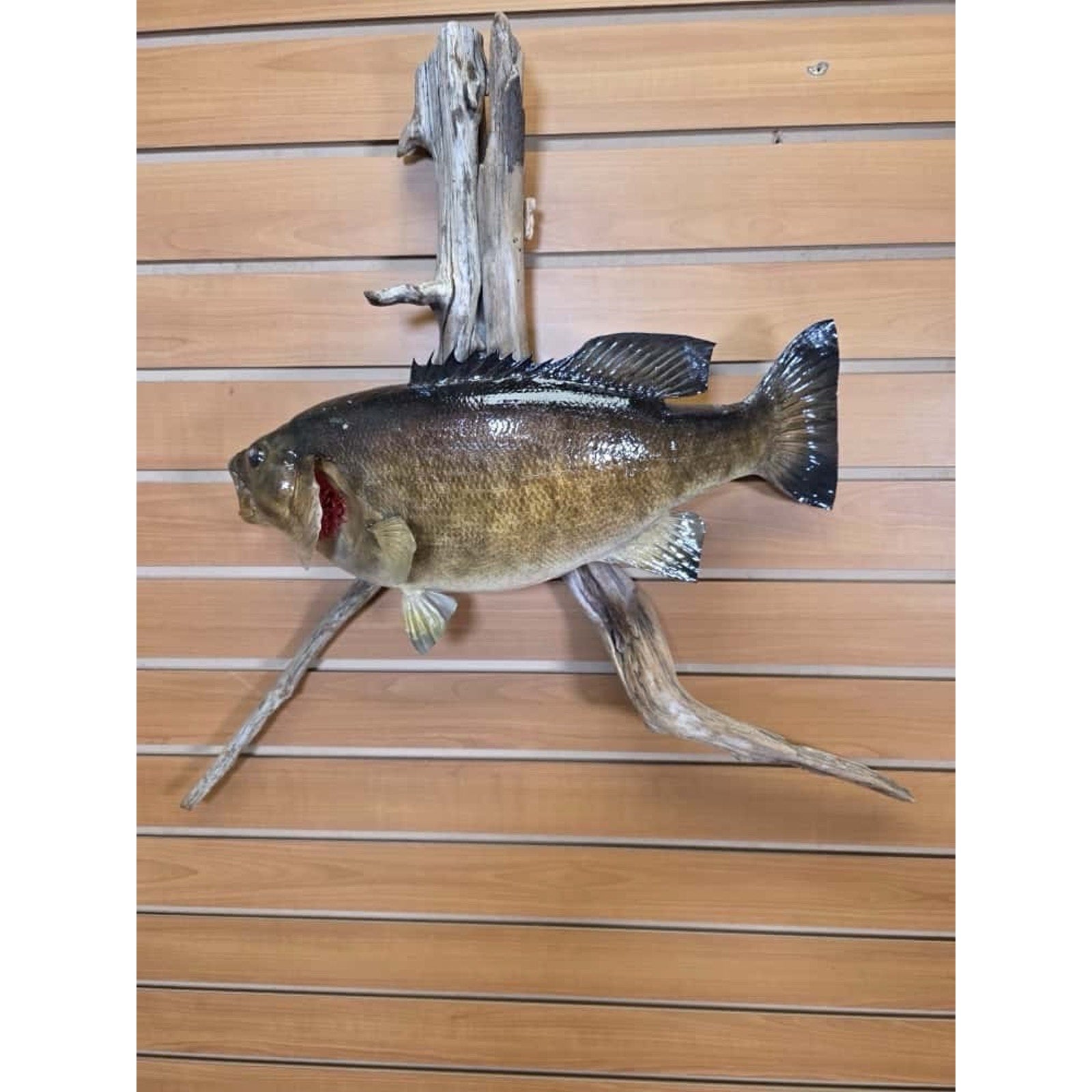 JTV223 - Small Mouth bass 17 1/2” Real Skin Fish Taxidermy Mount