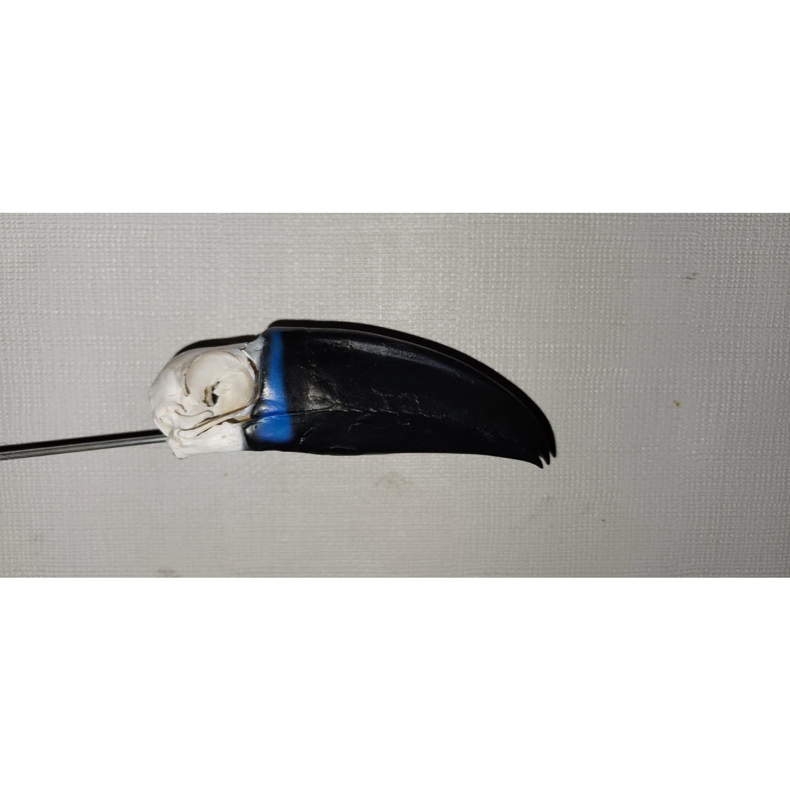 FHtouc89 - Real Channel-billed Toucan Bird Skull Taxidermy