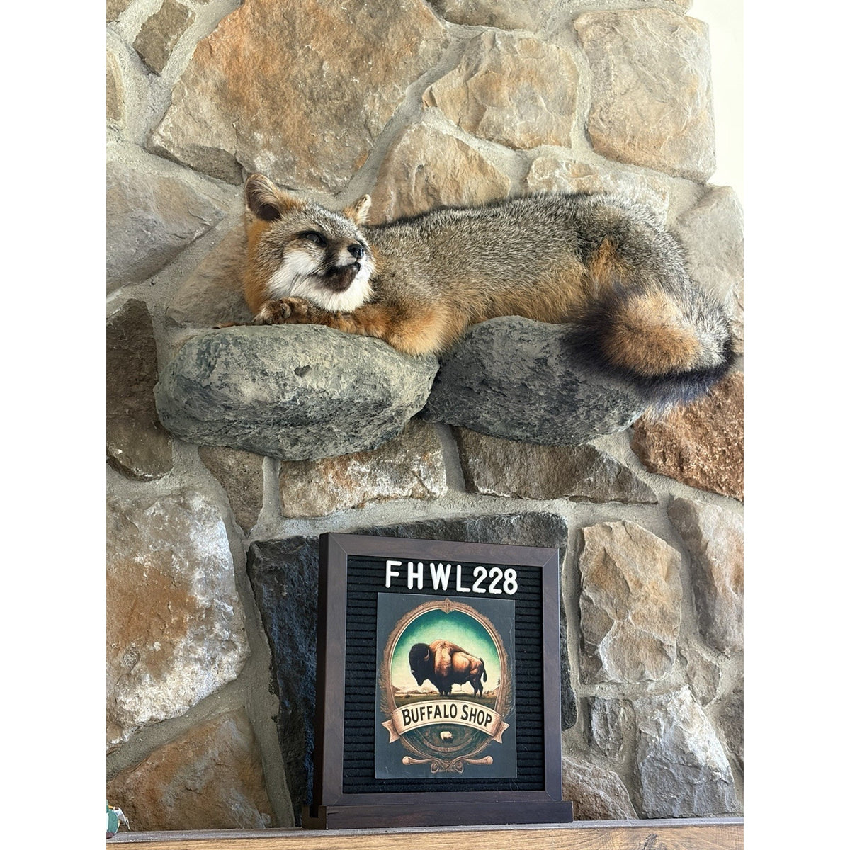 FHWL228 - Grey Fox Taxidermy Full Body Mount Cabin Camp Man Cave