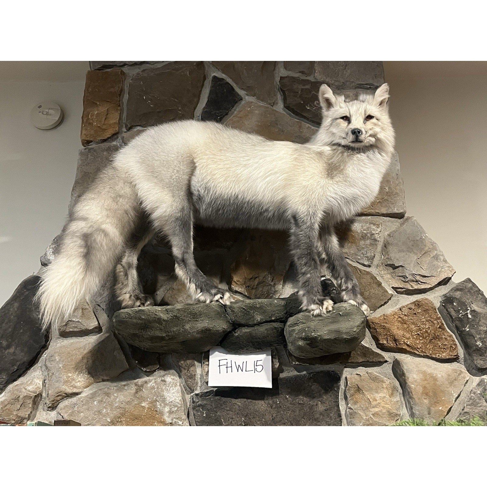 FHWL15 -Cross Fox Taxidermy mount