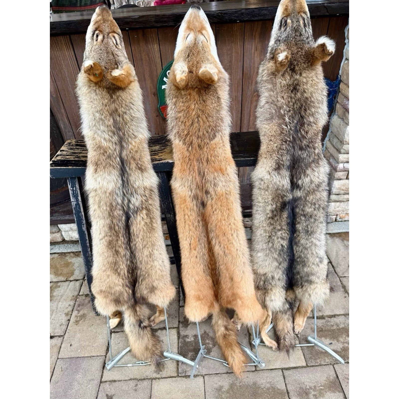 FHBD0826C -mountable Premium coyote Full Pelts With Feet & claws