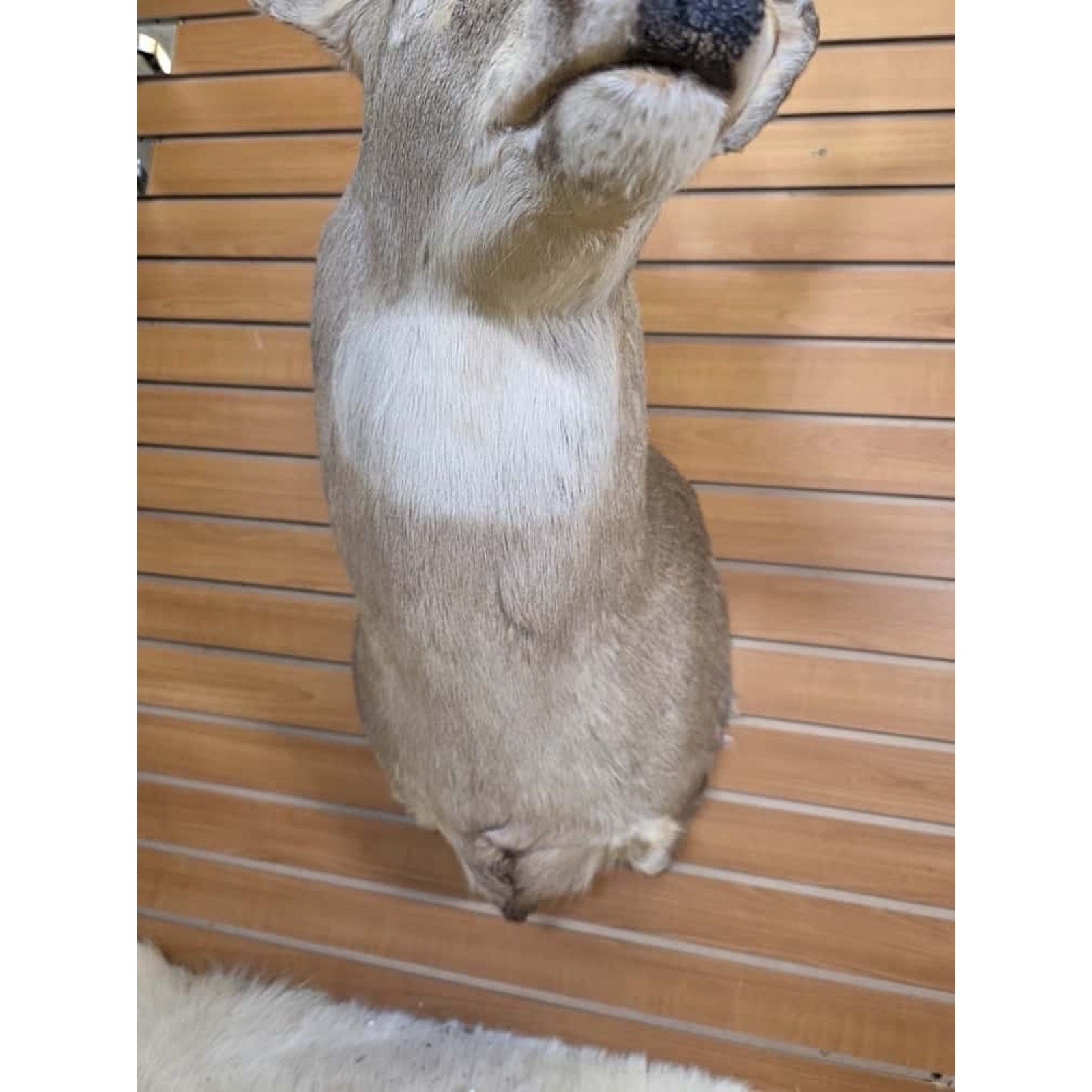 FHMN8 - Whitetail Deer Real Antler Deer Taxidermy Mount
