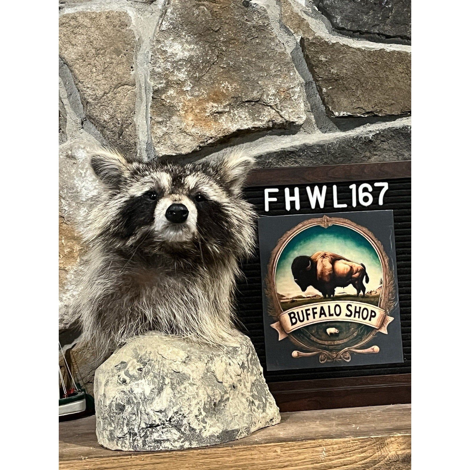 FHWL167 -premium Raccoon Pedestal Taxidermy Mount